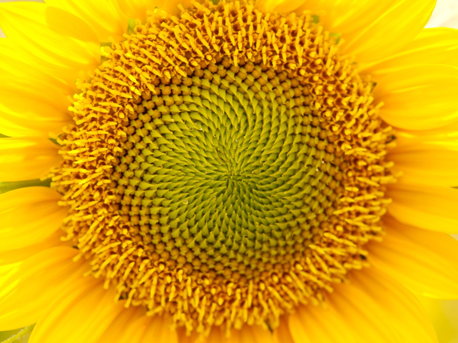 陽光 葵花寫真高清壁紙 #11 - 1600x1200