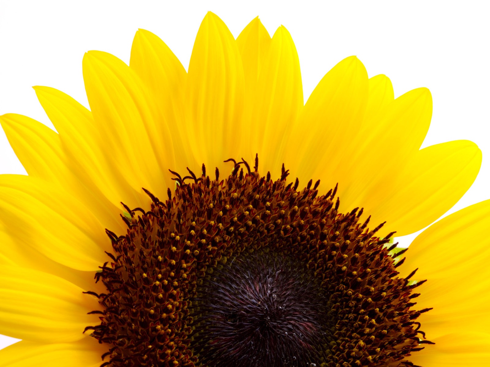 Sunny slunečnice foto HD Tapety na plochu #18 - 1600x1200
