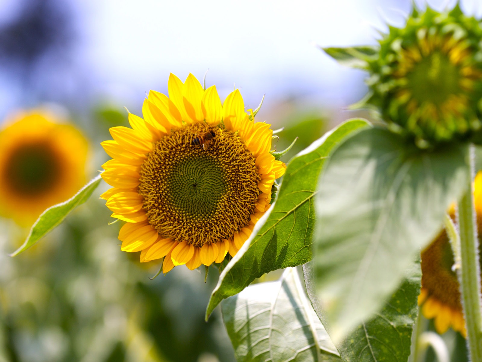 Sunny sunflower photo HD Wallpapers #21 - 1600x1200