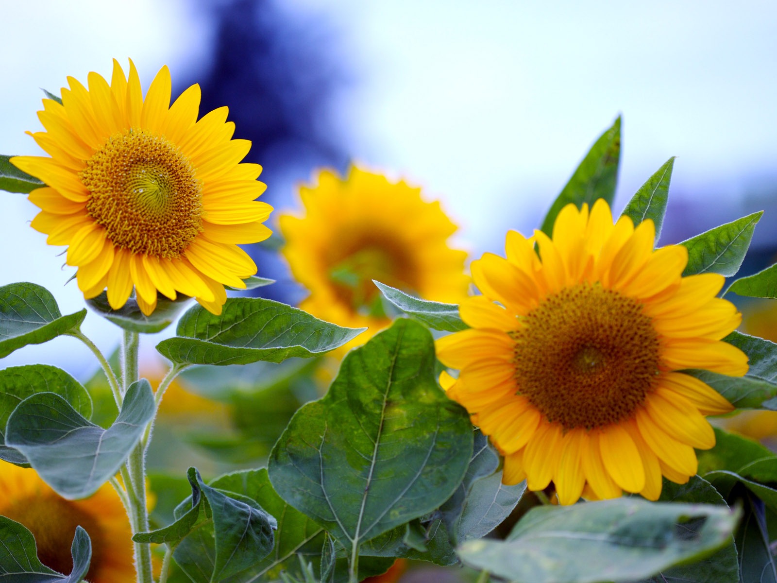 Sunny sunflower photo HD Wallpapers #23 - 1600x1200