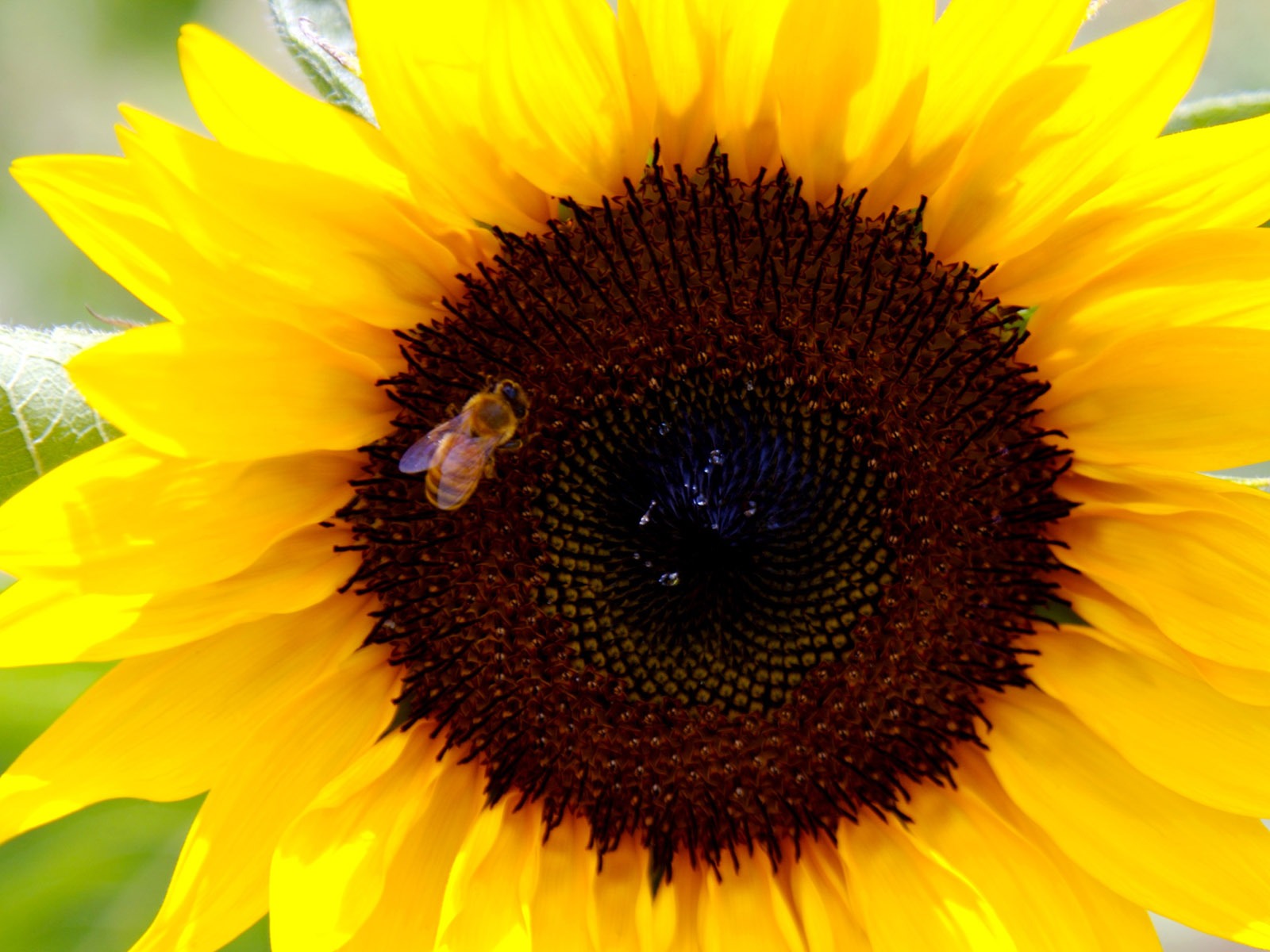 陽光 葵花寫真高清壁紙 #24 - 1600x1200
