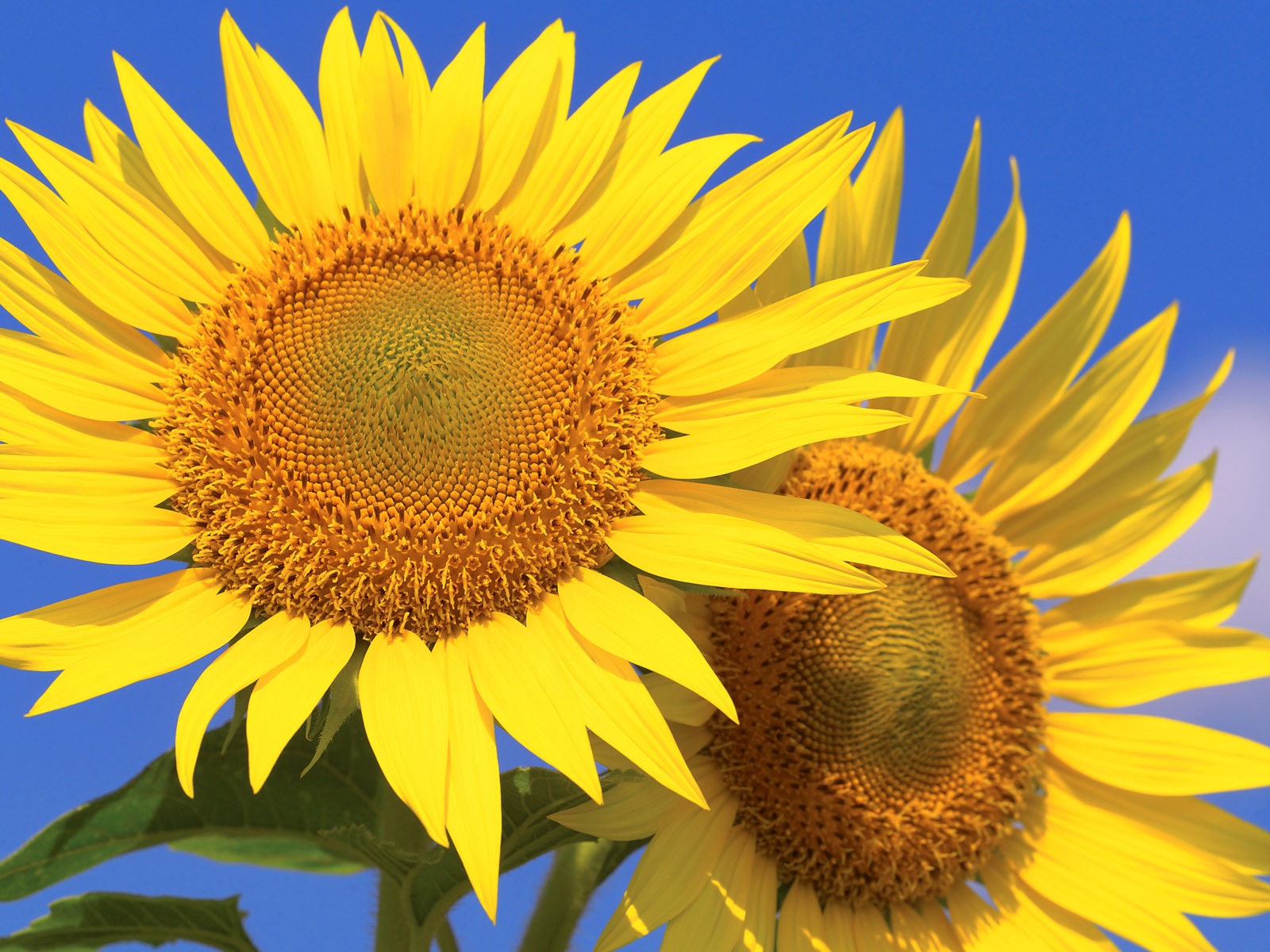 Soleado foto de girasol HD Wallpapers #25 - 1600x1200