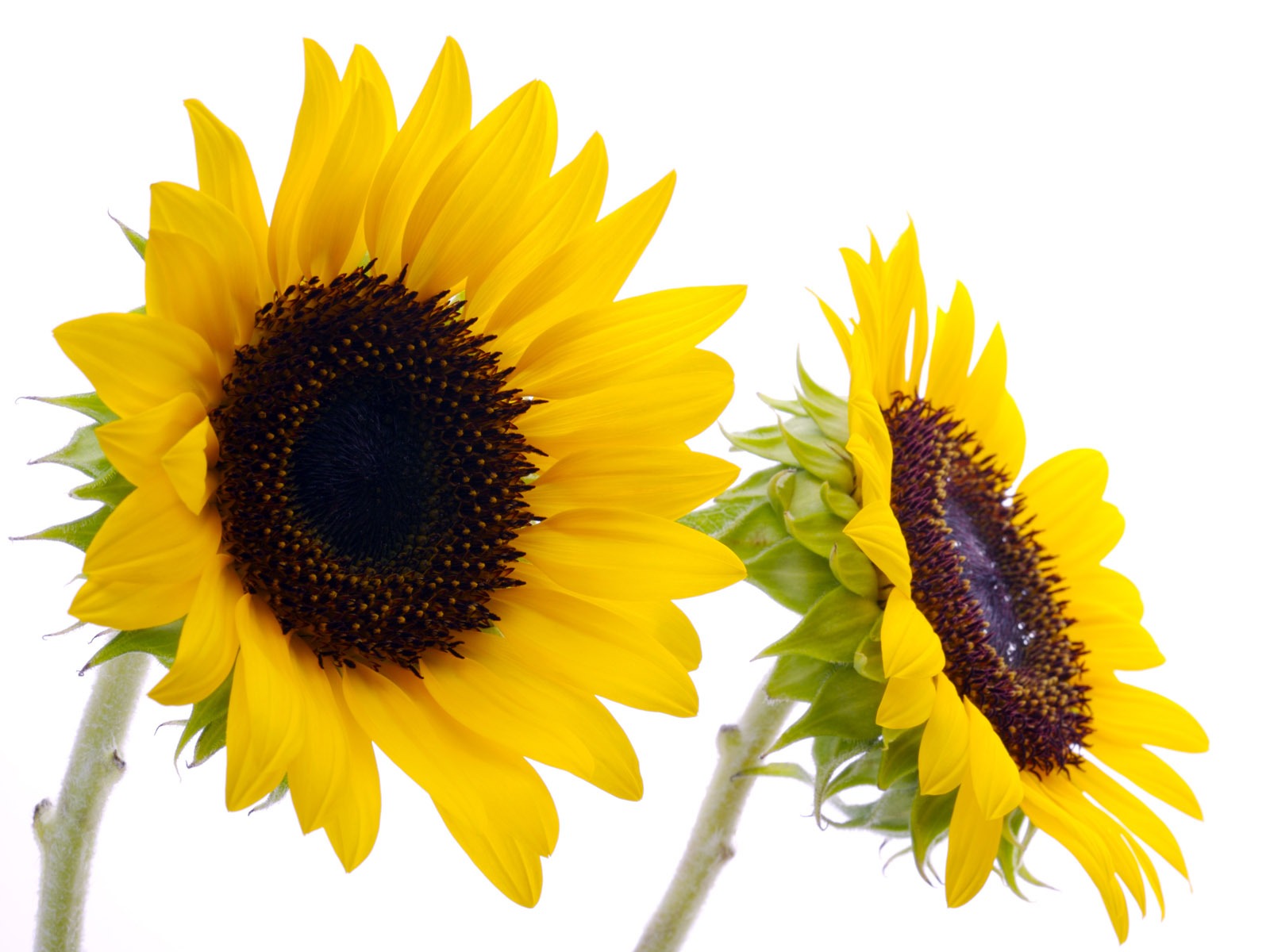 Sunny photo de tournesol HD Wallpapers #28 - 1600x1200