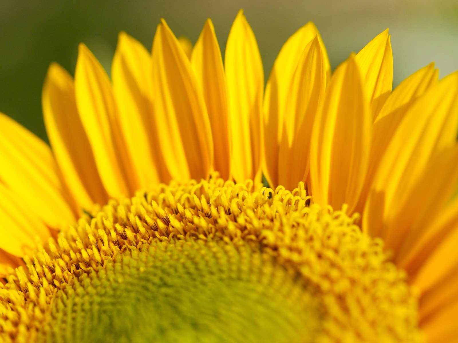 Soleado foto de girasol HD Wallpapers #29 - 1600x1200