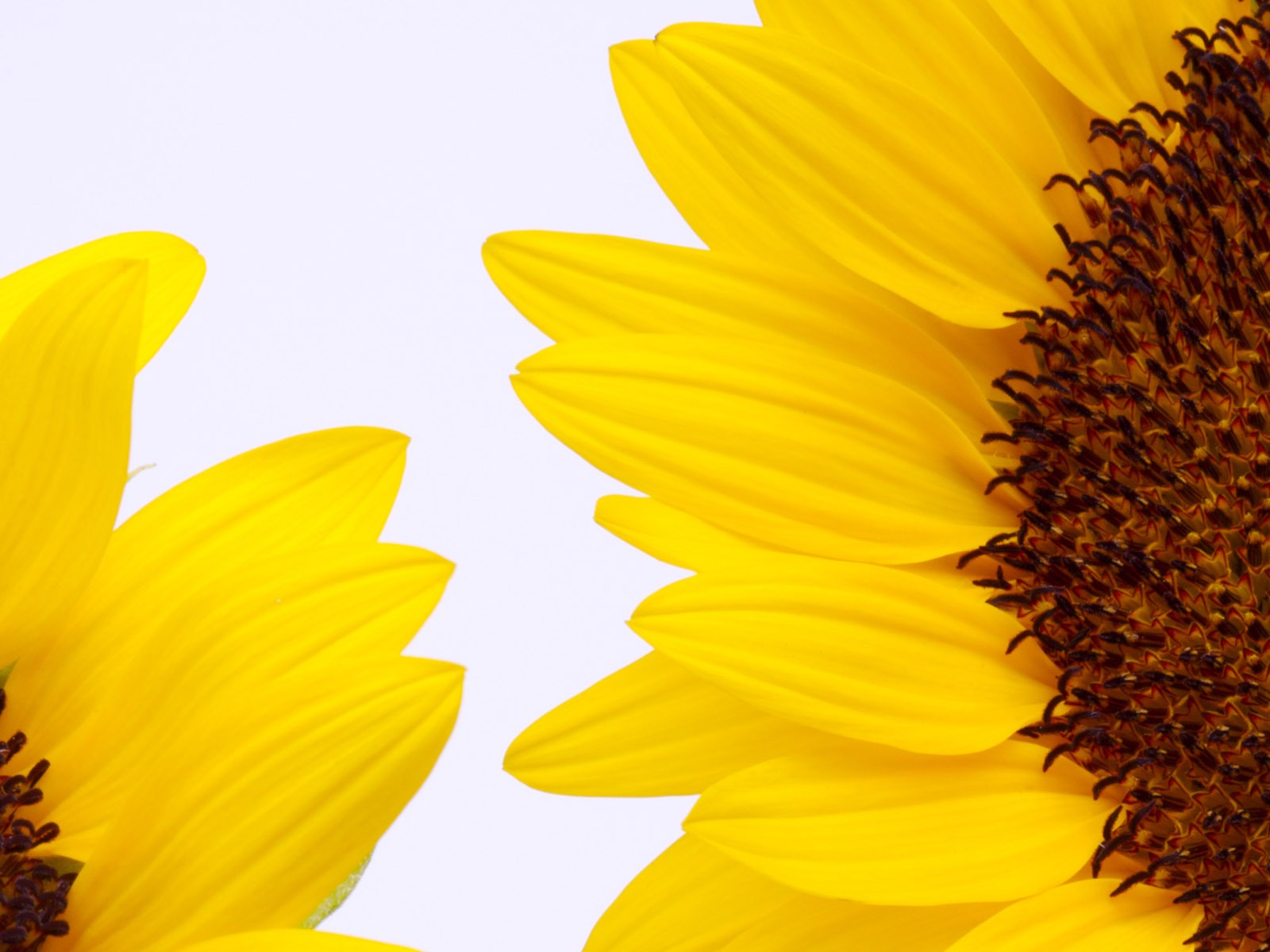 Sunny photo de tournesol HD Wallpapers #31 - 1600x1200