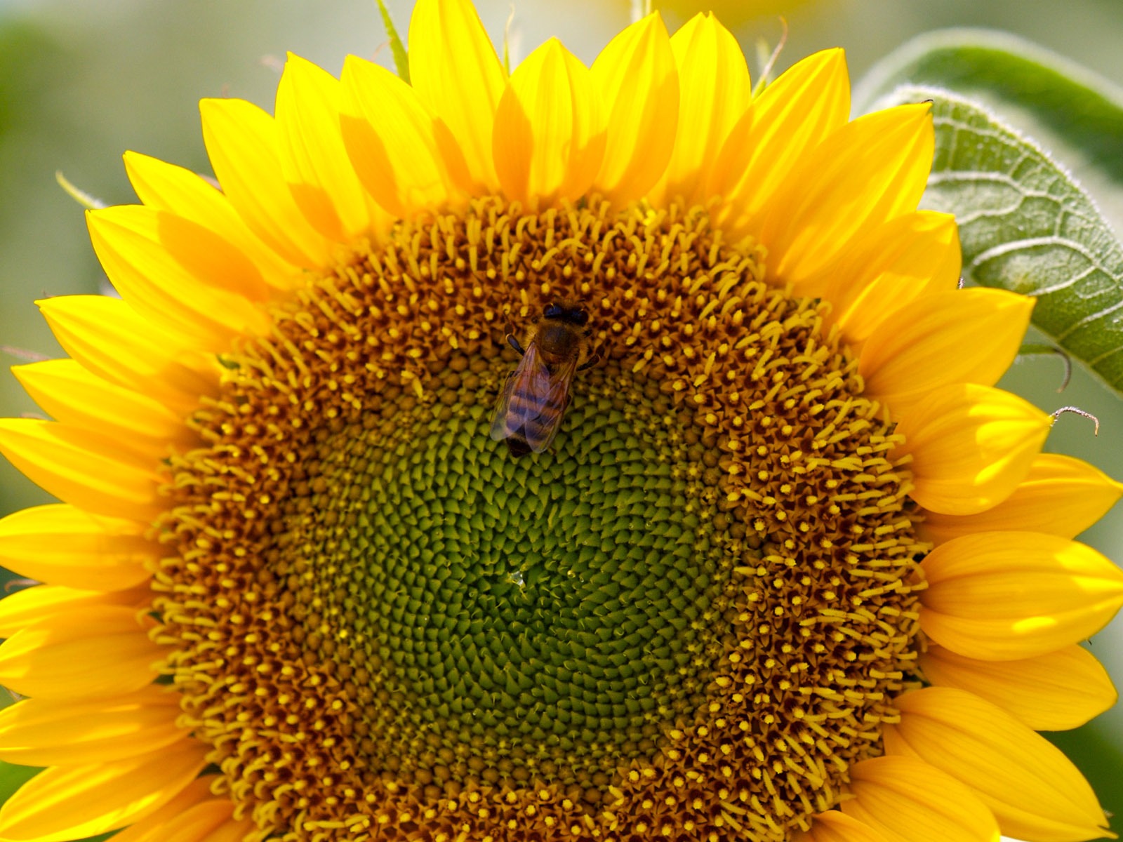 陽光 葵花寫真高清壁紙 #35 - 1600x1200