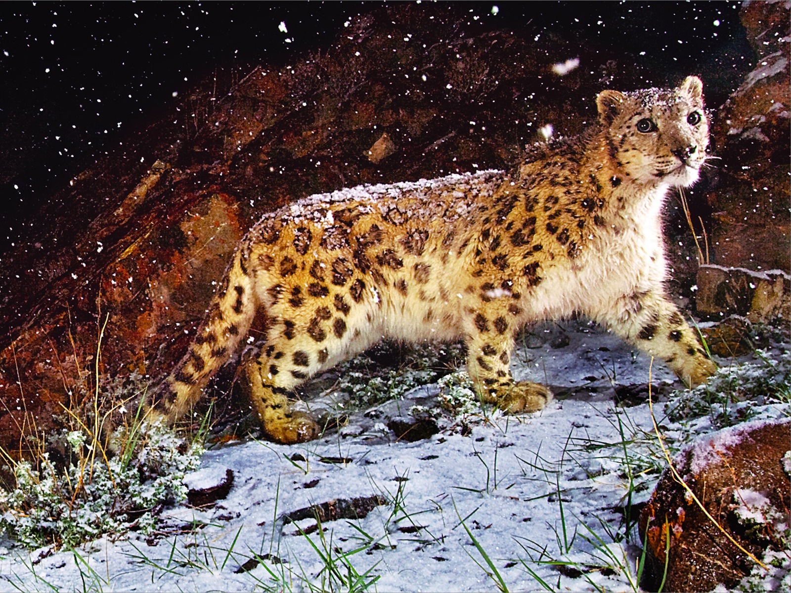 Apples Snow Leopard standardmäßig volle Tapete #1 - 1600x1200
