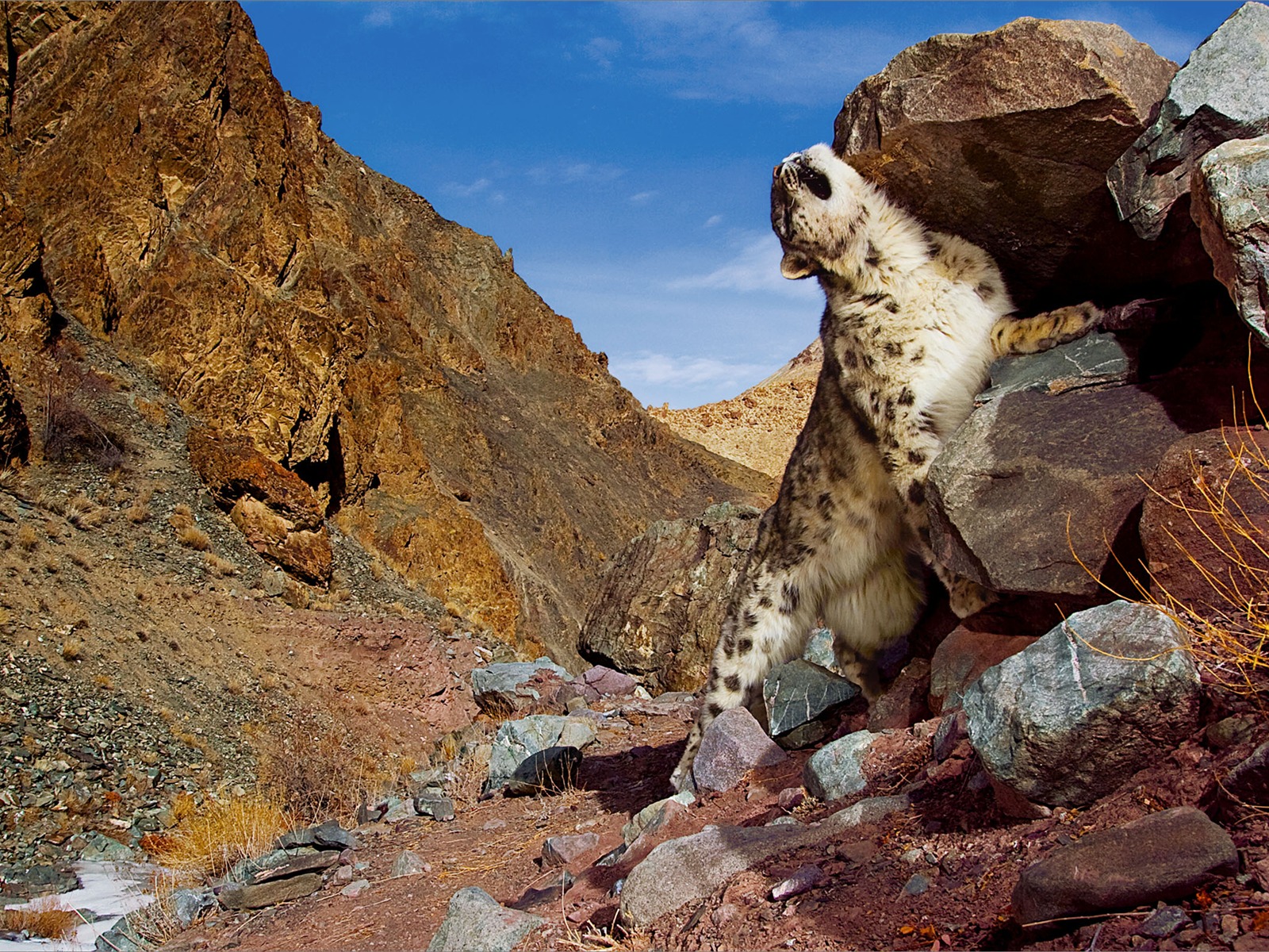 アップル社のSnow Leopardのデフォルトの壁紙フル #27 - 1600x1200