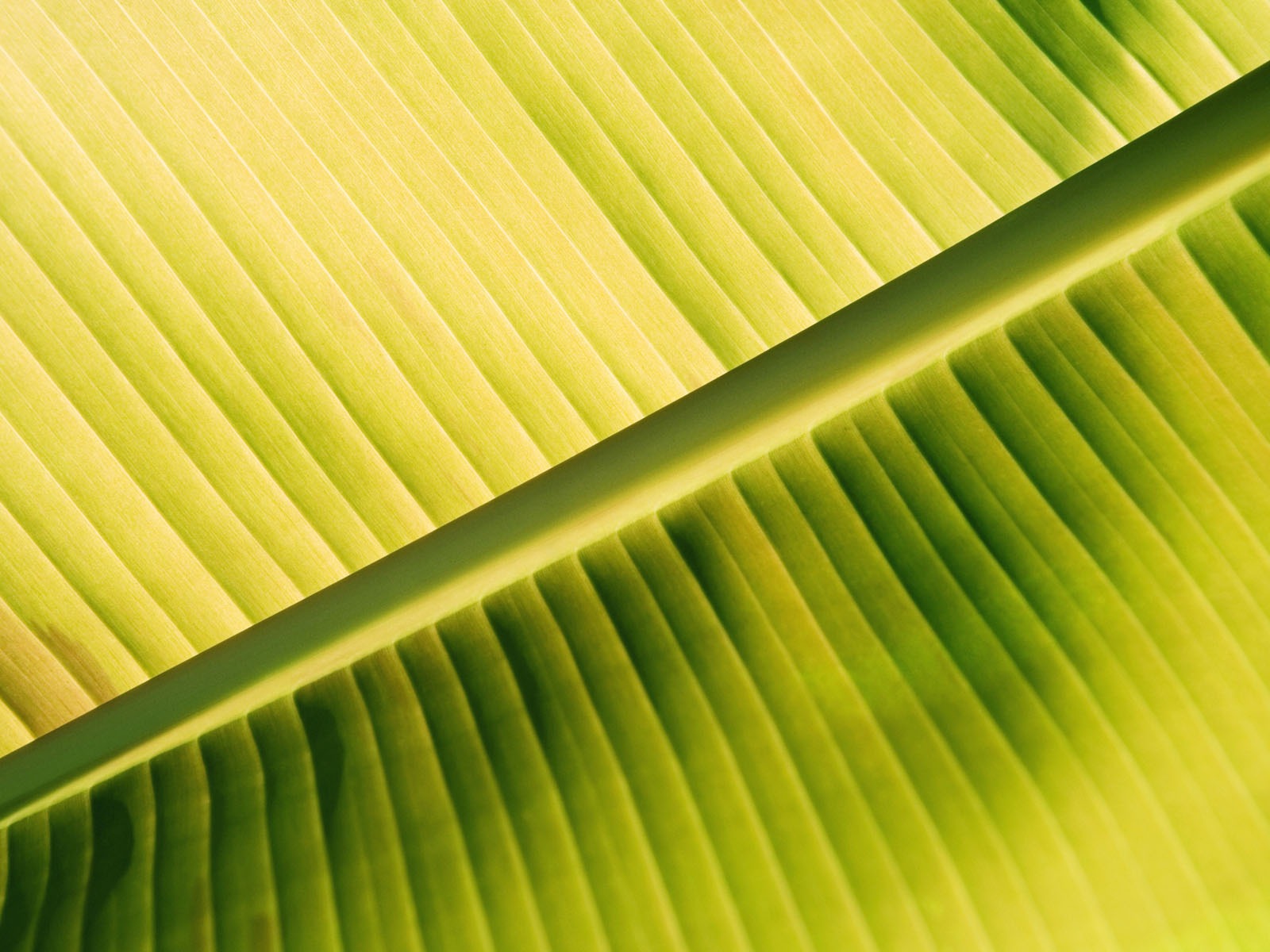 Plants Green Leaf Wallpaper #2 - 1600x1200