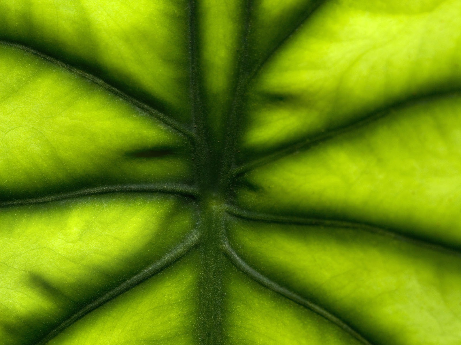 녹색 식물 잎 배경 #3 - 1600x1200