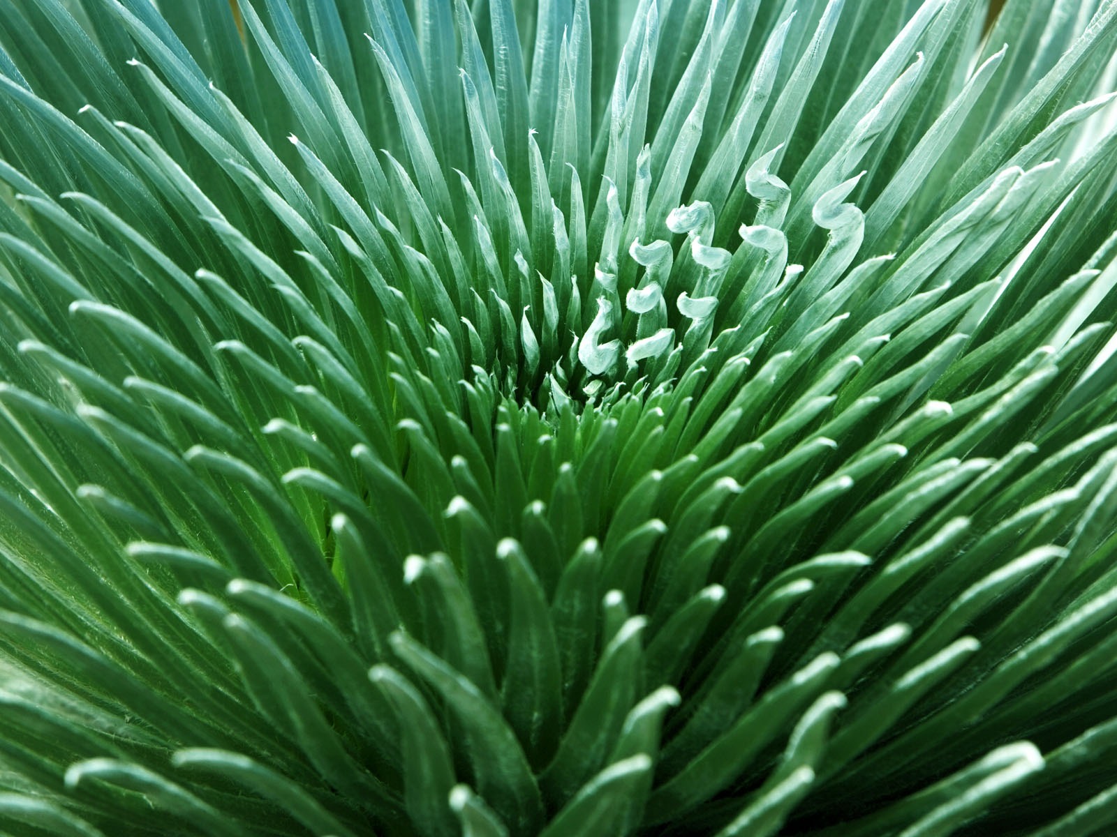 植物綠葉壁紙 #7 - 1600x1200