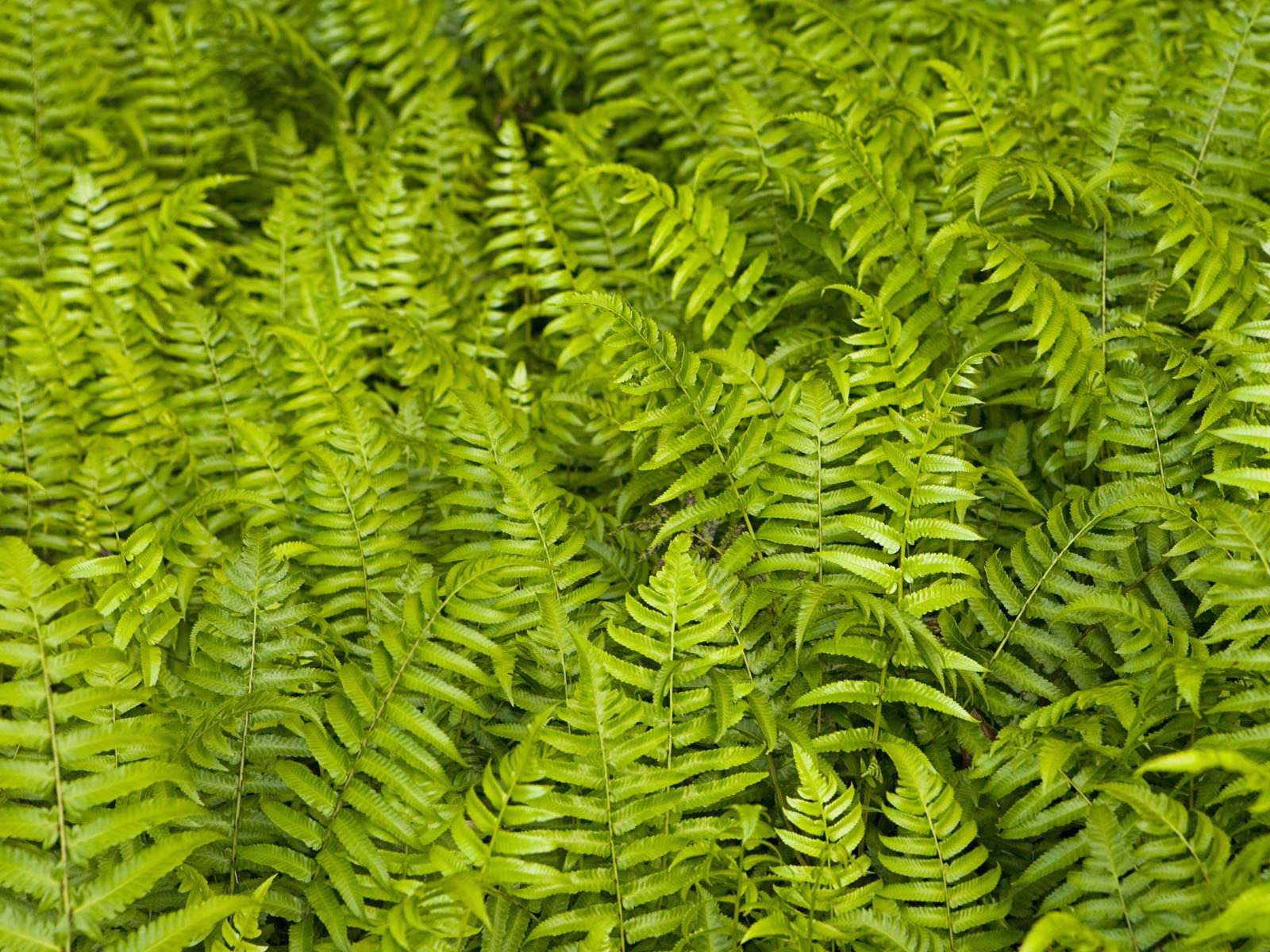 녹색 식물 잎 배경 #9 - 1600x1200