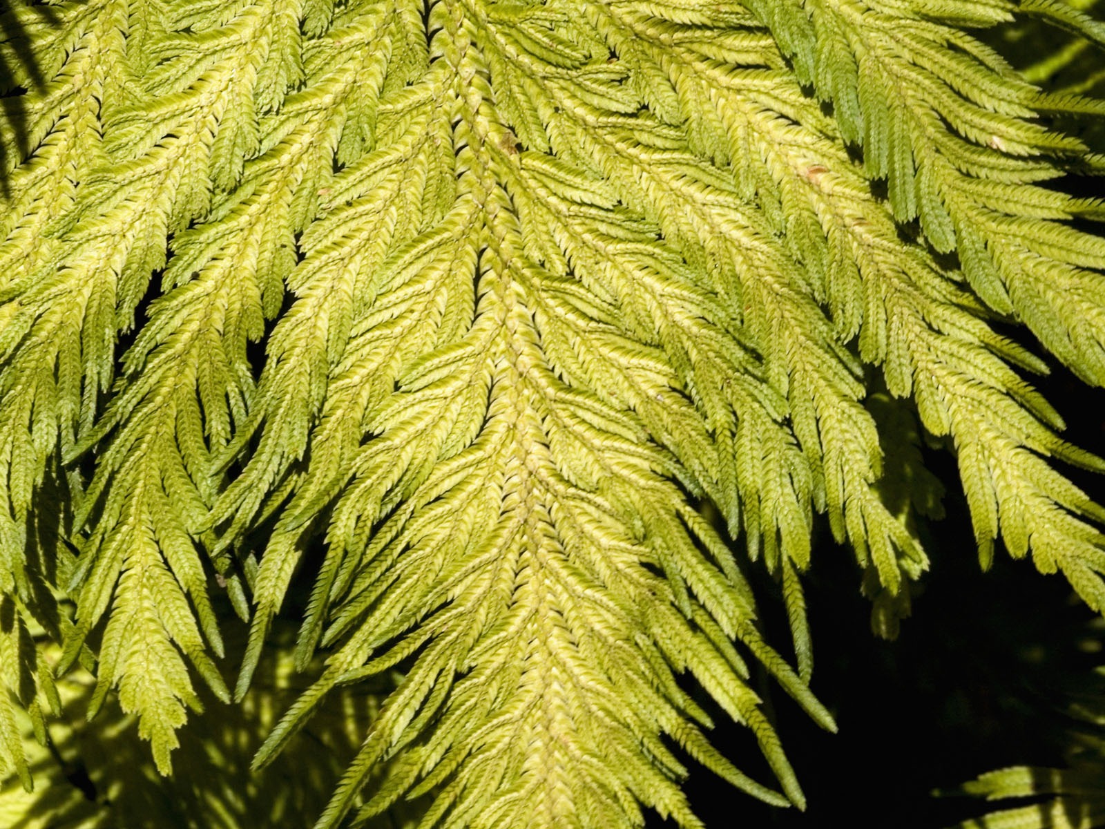 植物綠葉壁紙 #10 - 1600x1200