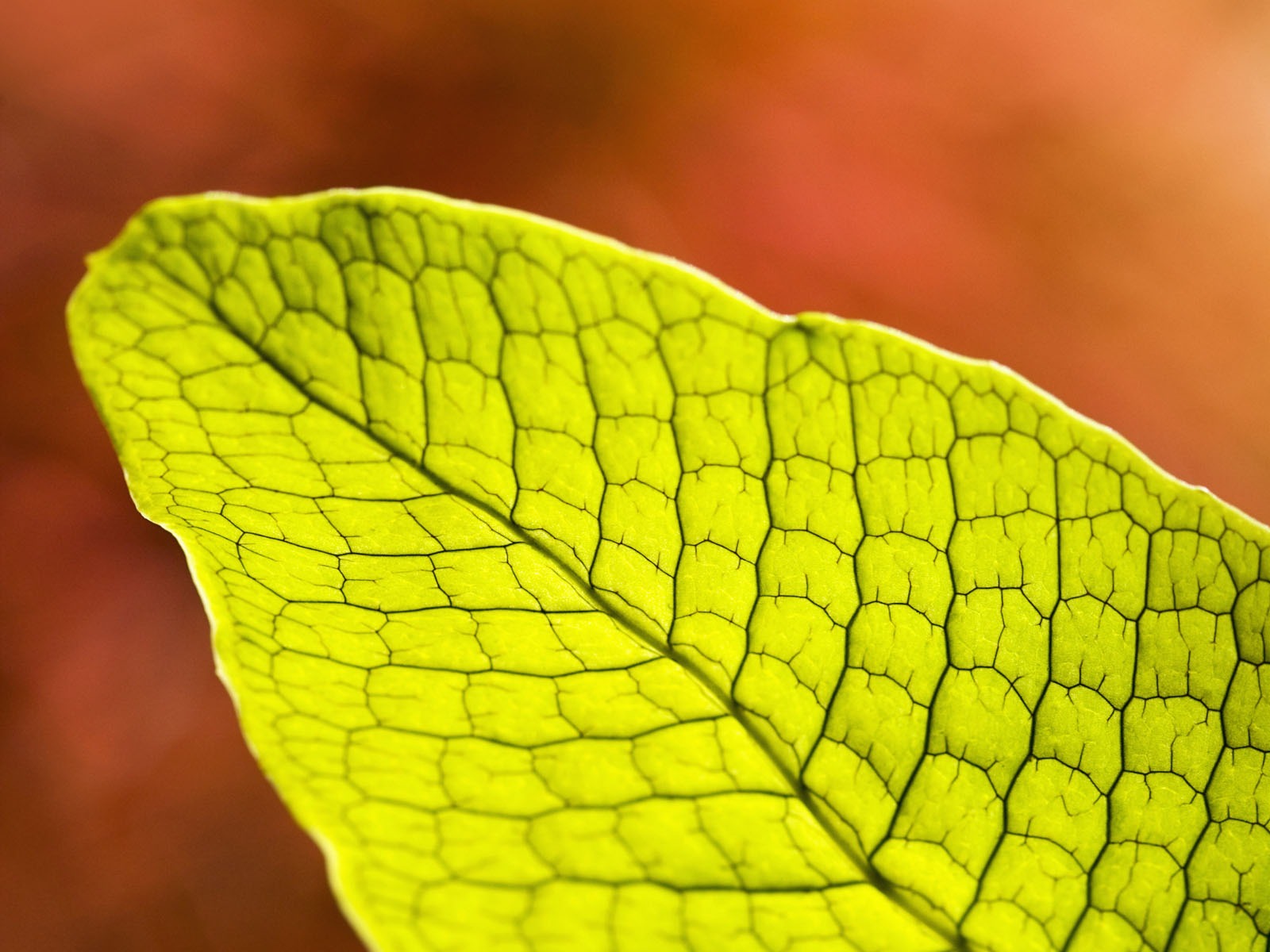 Rostliny zelené listí Tapeta #11 - 1600x1200