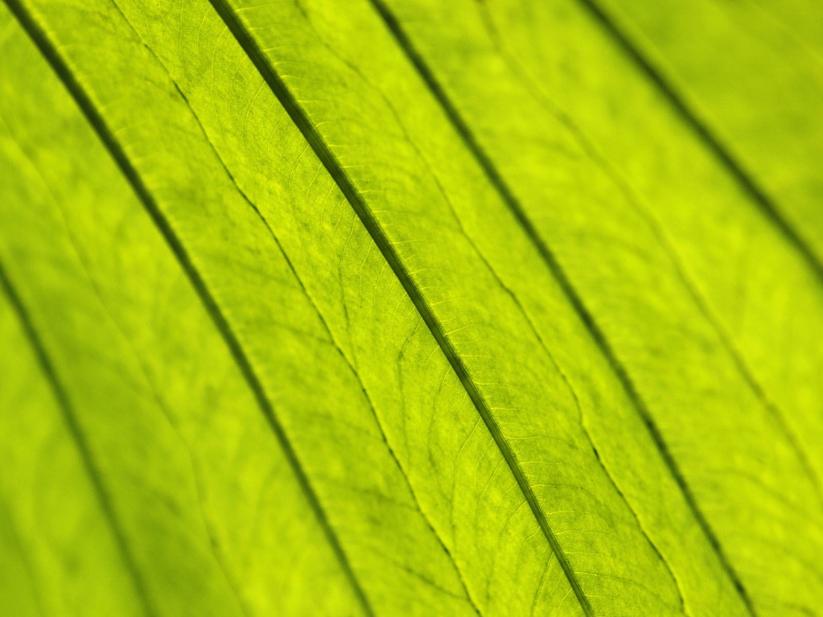 녹색 식물 잎 배경 #12 - 1600x1200