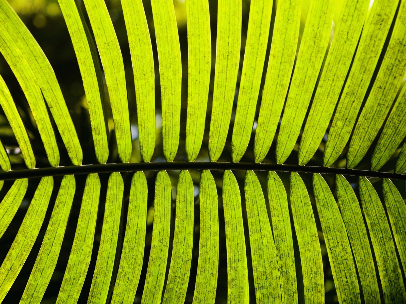 植物绿叶壁纸15 - 1600x1200