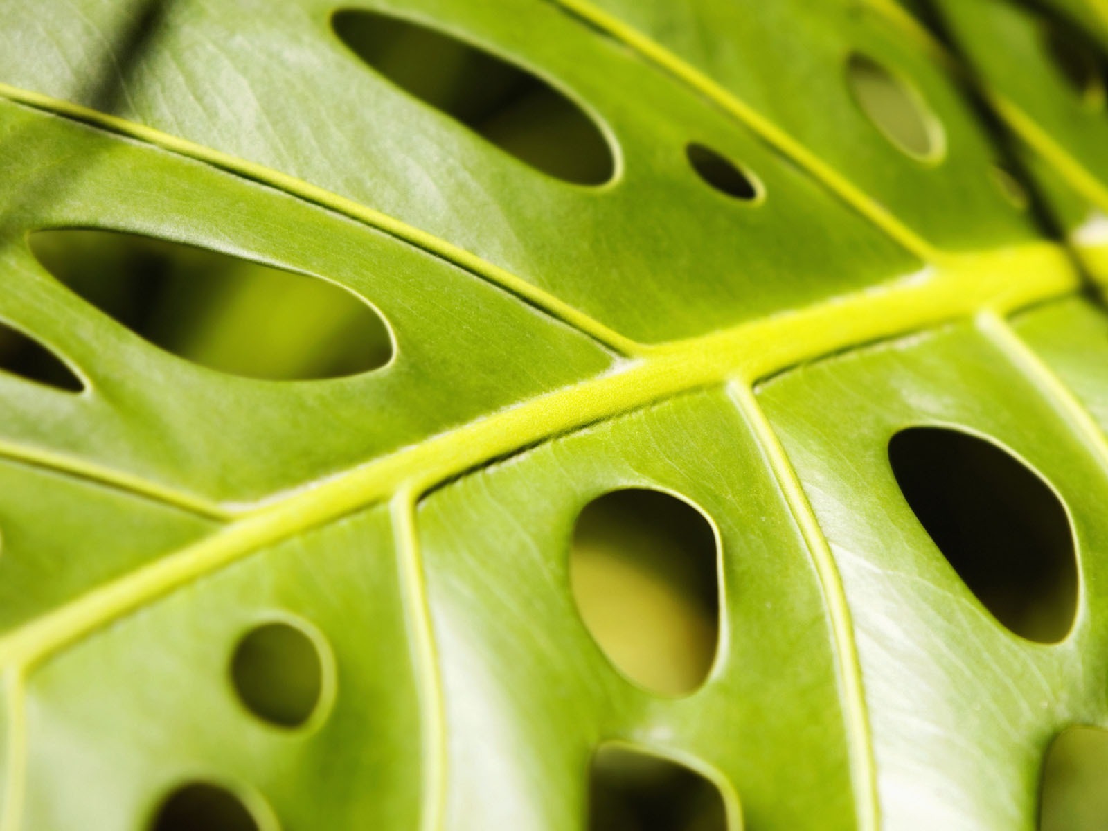 Plants Green Leaf Wallpaper #19 - 1600x1200