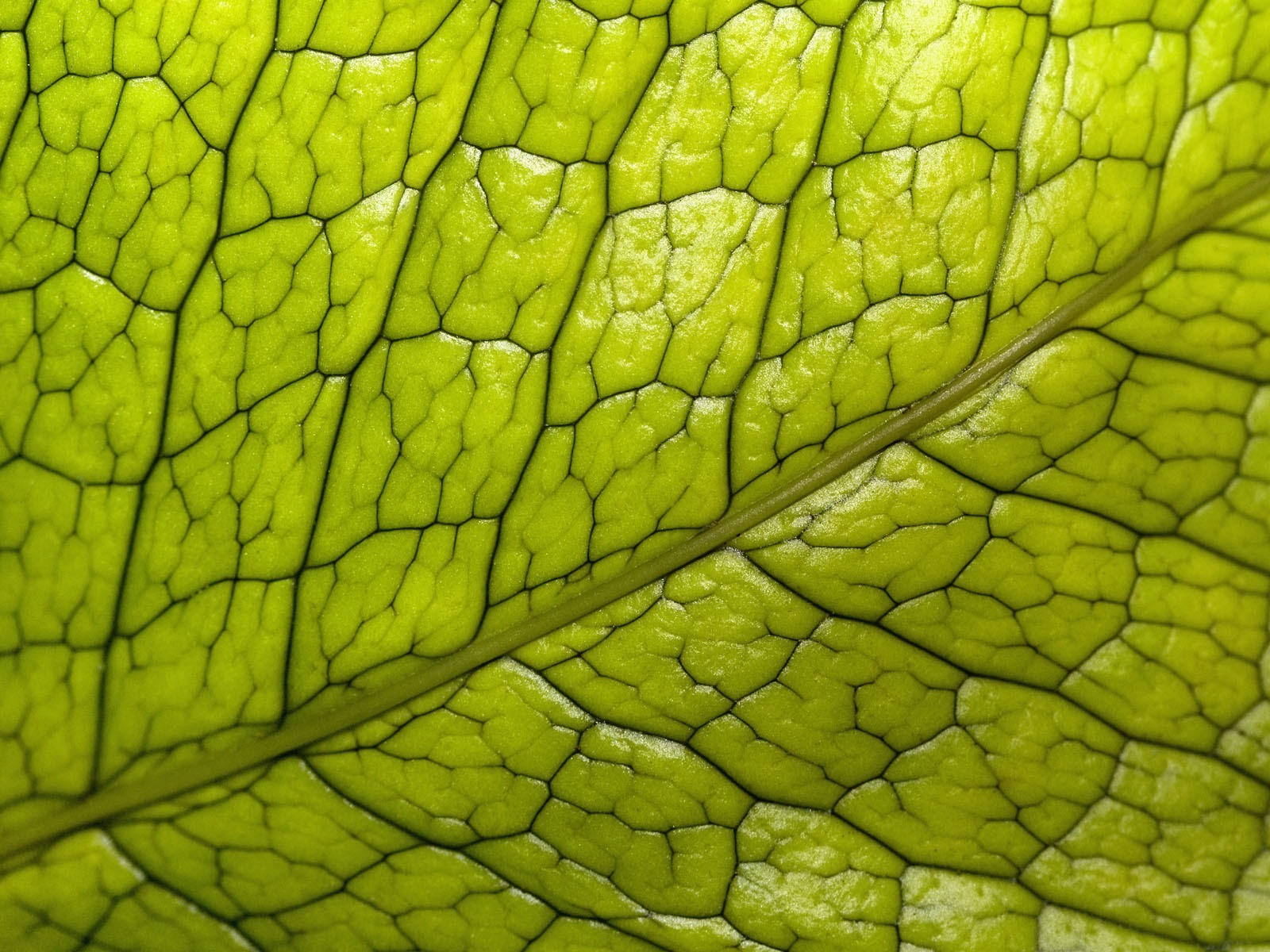 植物綠葉壁紙 #20 - 1600x1200