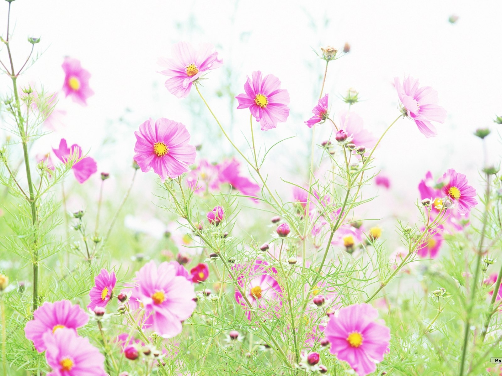 Fresh style Flowers Wallpapers #3 - 1600x1200