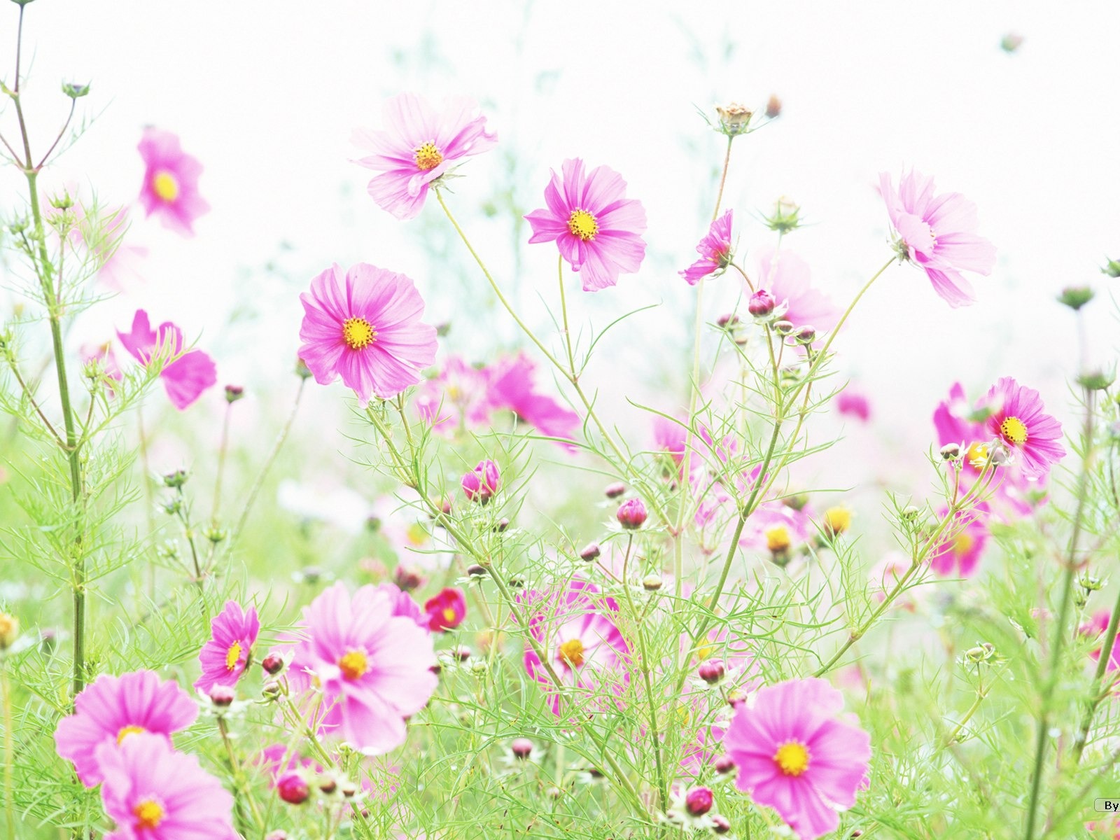清新風格花卉攝影壁紙 #3 - 1600x1200