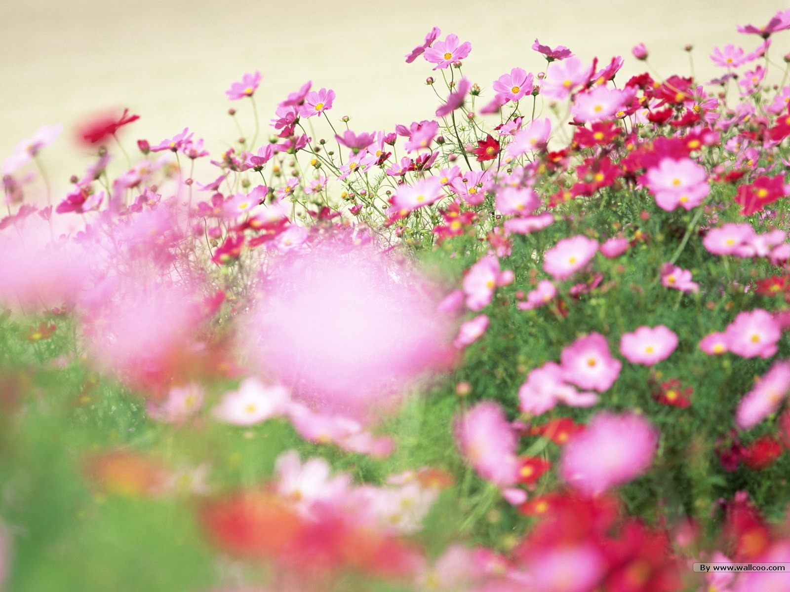 清新風格花卉攝影壁紙 #4 - 1600x1200