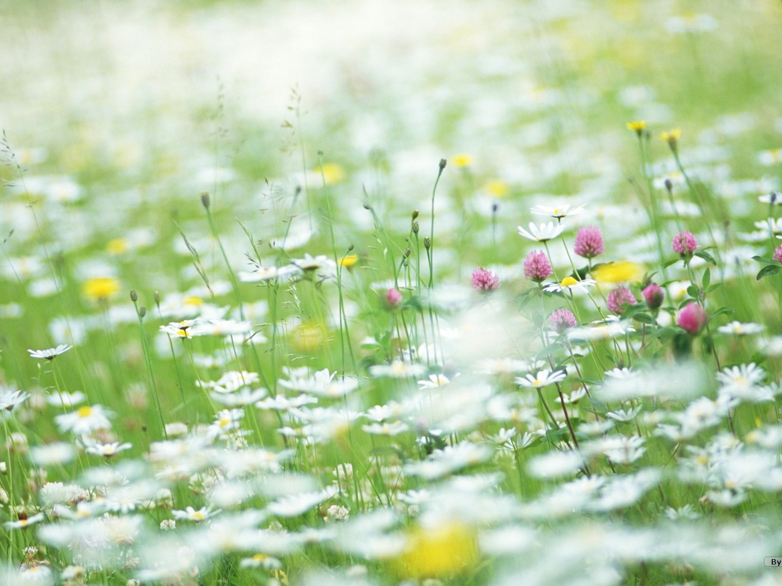 清新風格花卉攝影壁紙 #6 - 1600x1200