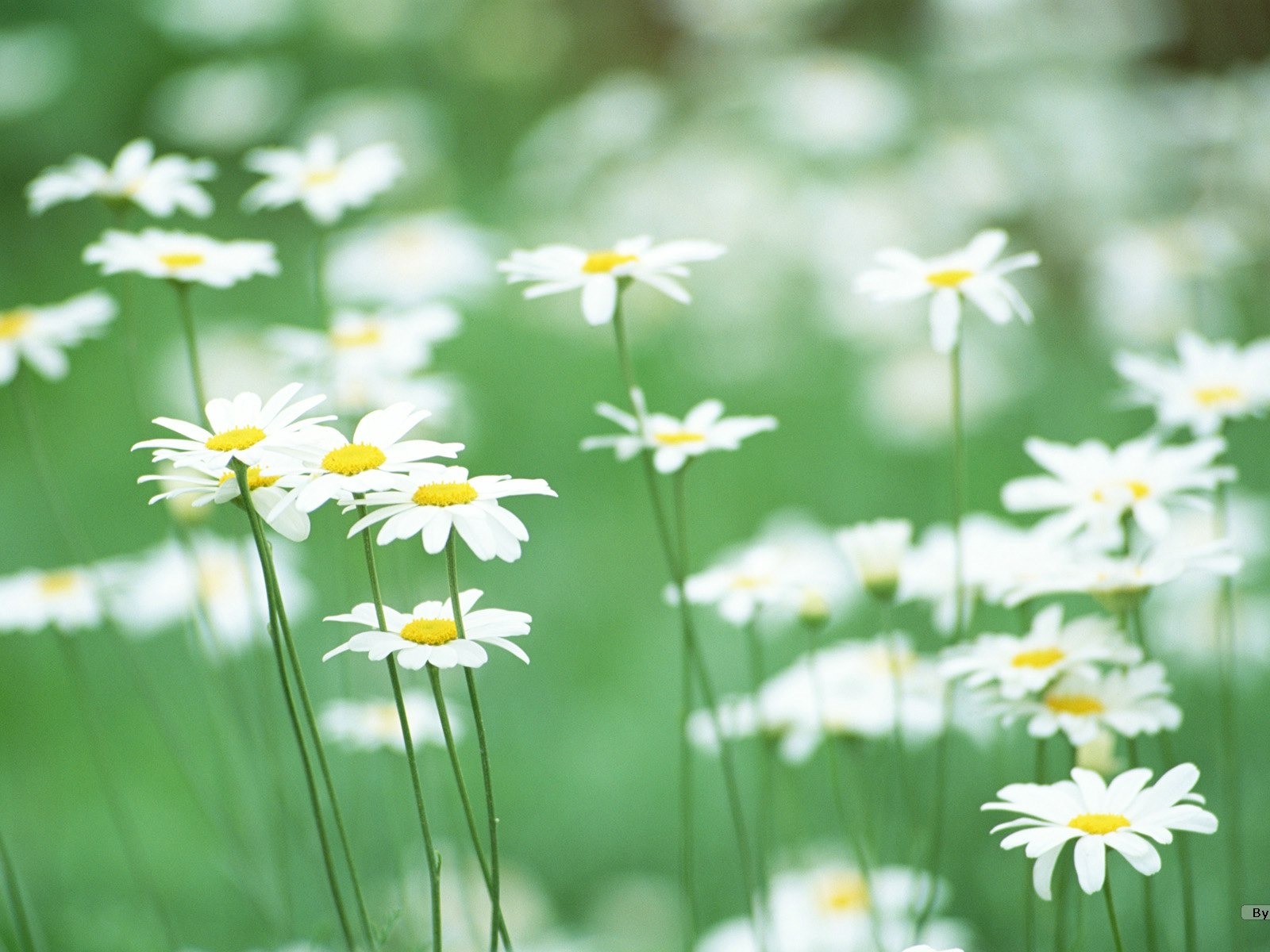 清新風格花卉攝影壁紙 #7 - 1600x1200