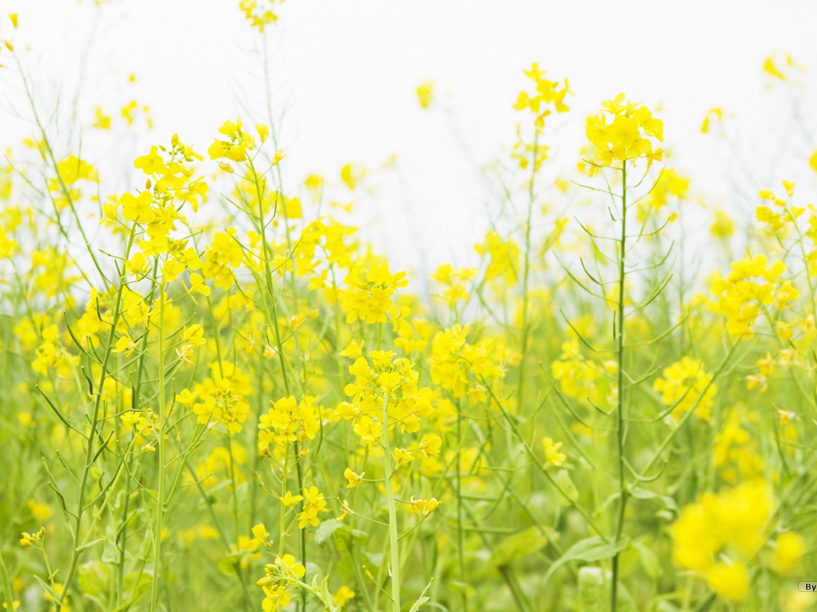 Fresh style Flowers Wallpapers #10 - 1600x1200