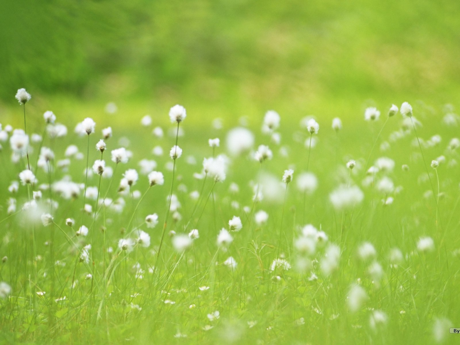 Fresh style Flowers Wallpapers #13 - 1600x1200