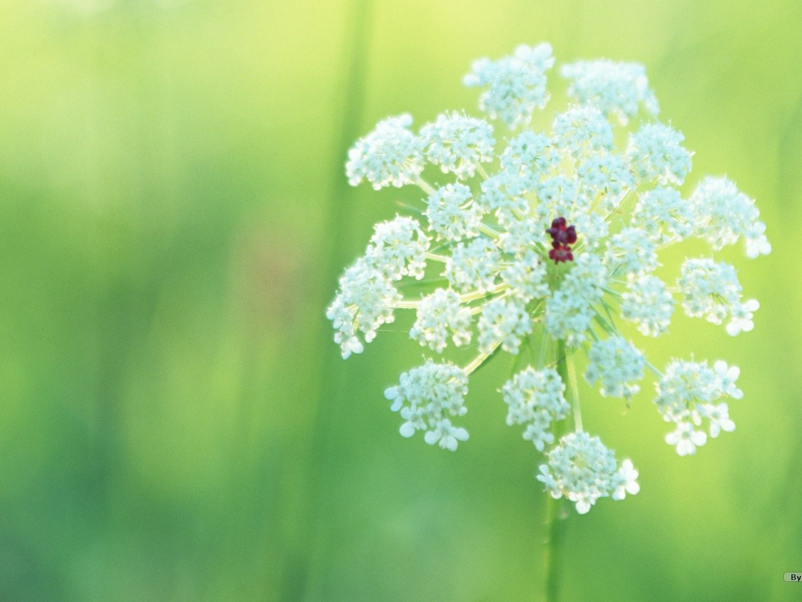 フレッシュスタイルの花の壁紙 #20 - 1600x1200