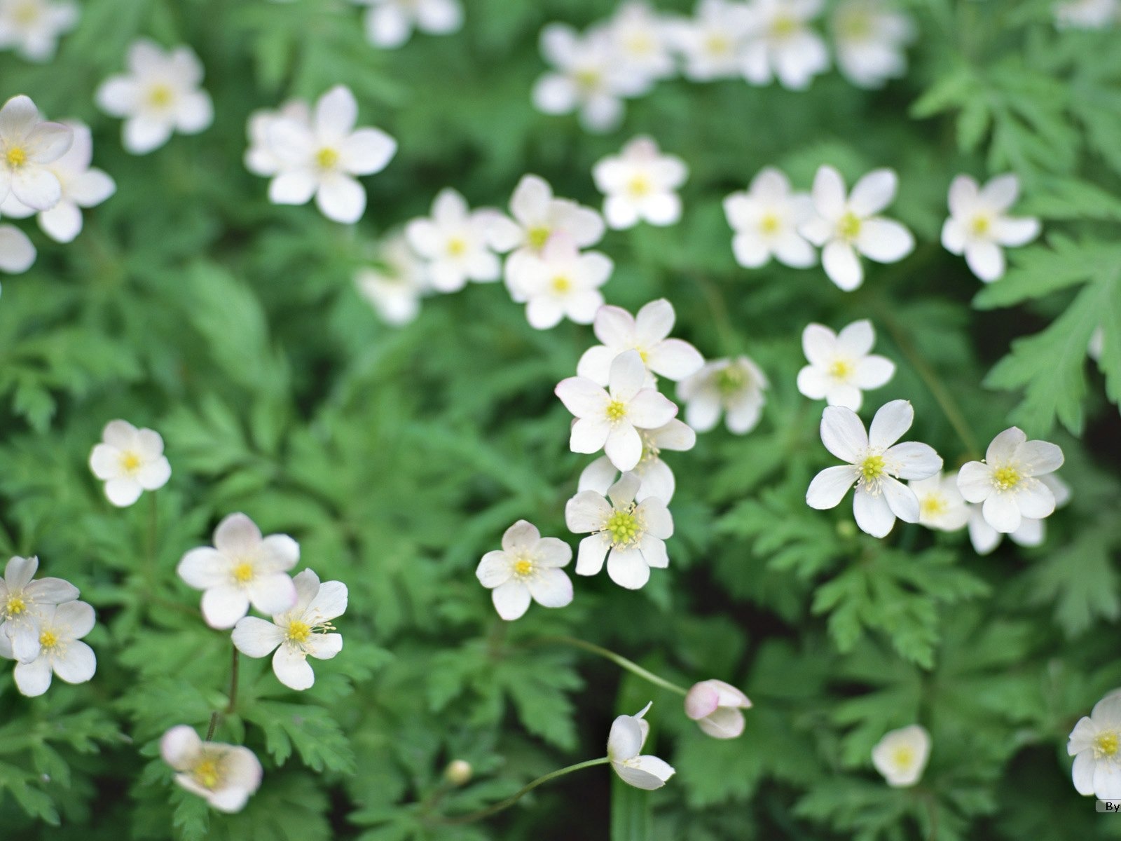 フレッシュスタイルの花の壁紙 #22 - 1600x1200