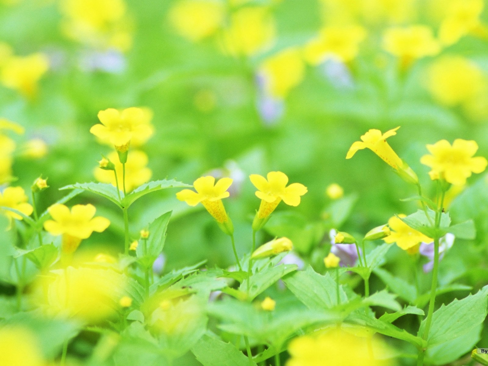 清新風格花卉攝影壁紙 #27 - 1600x1200