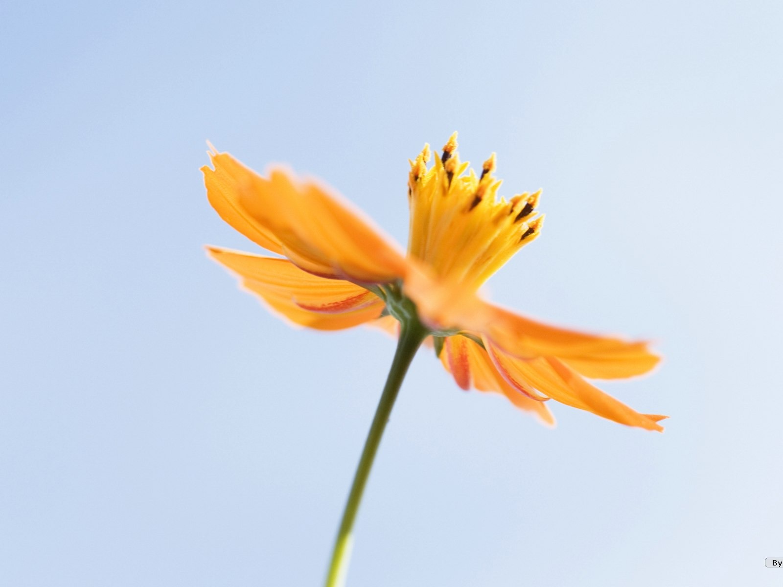 清新風格花卉攝影壁紙 #33 - 1600x1200