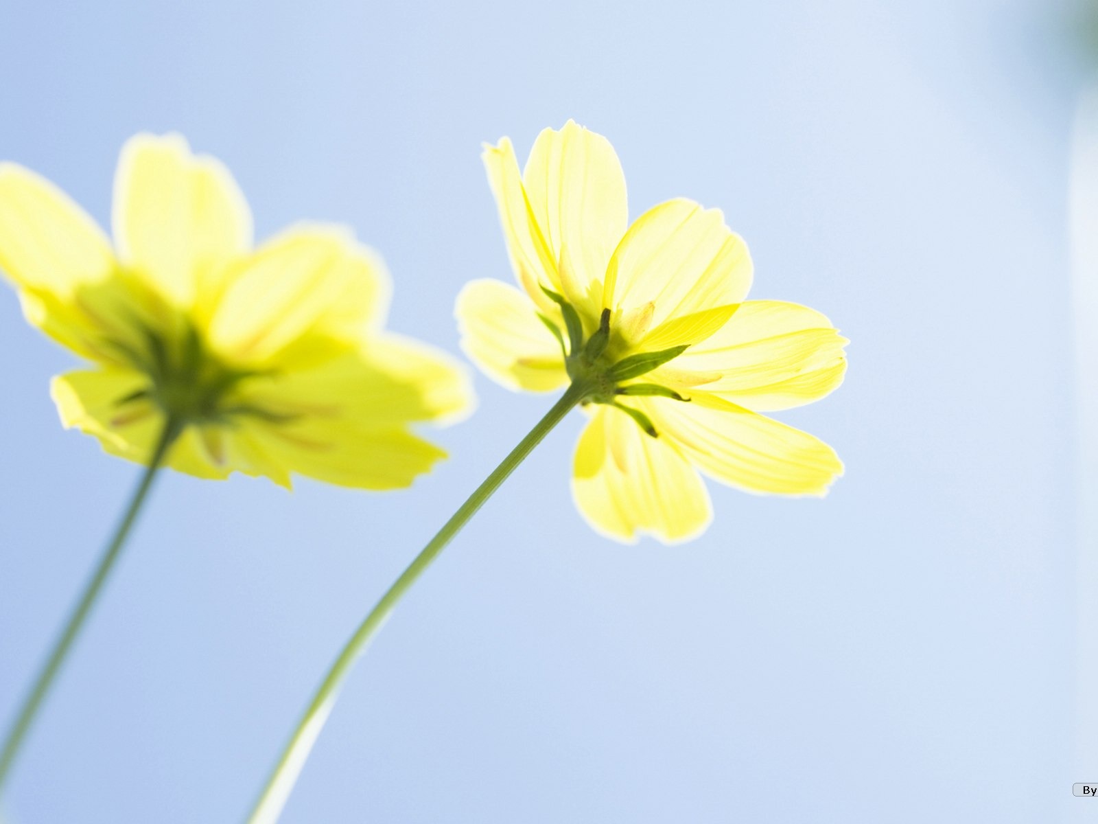 清新風格花卉攝影壁紙 #34 - 1600x1200