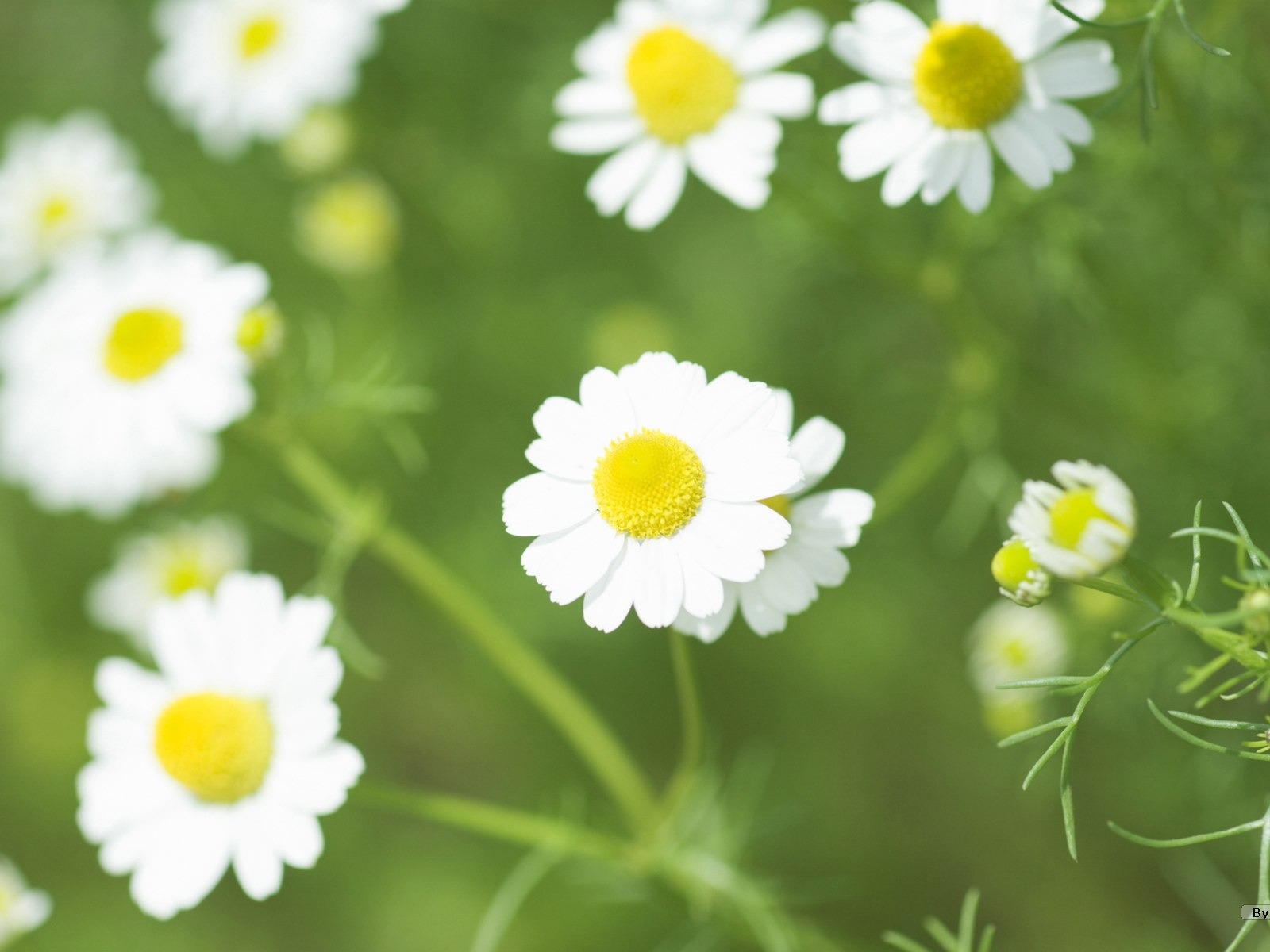 清新風格花卉攝影壁紙 #35 - 1600x1200