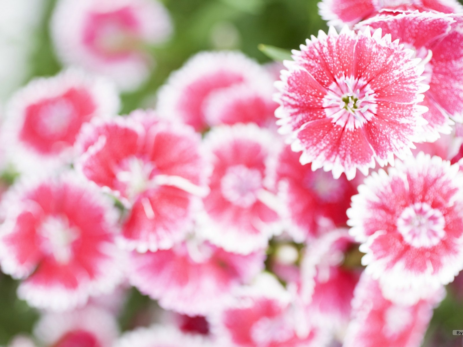 清新風格花卉攝影壁紙 #36 - 1600x1200