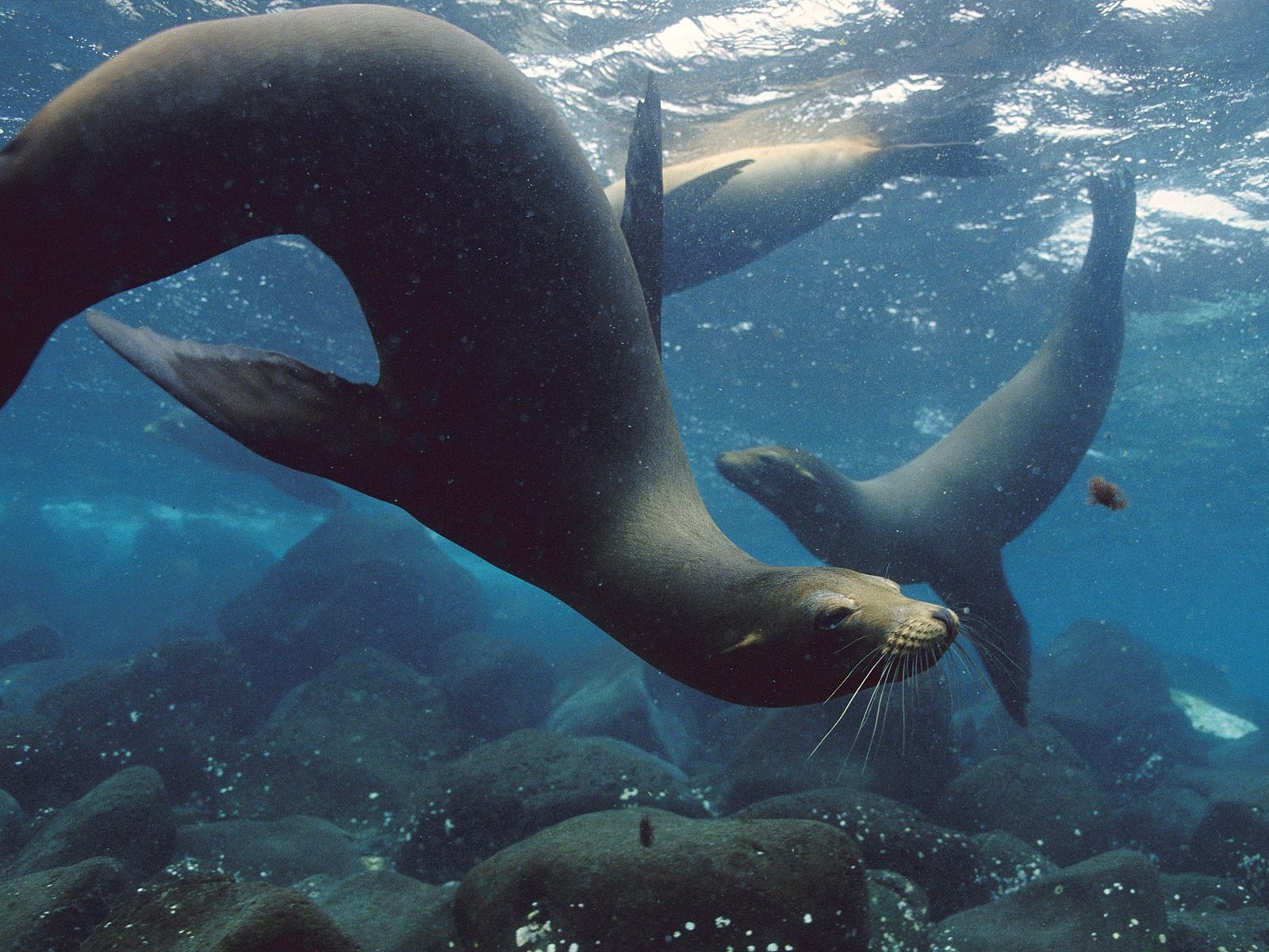 Webshots Animal Wallpapers (2) #19 - 1600x1200