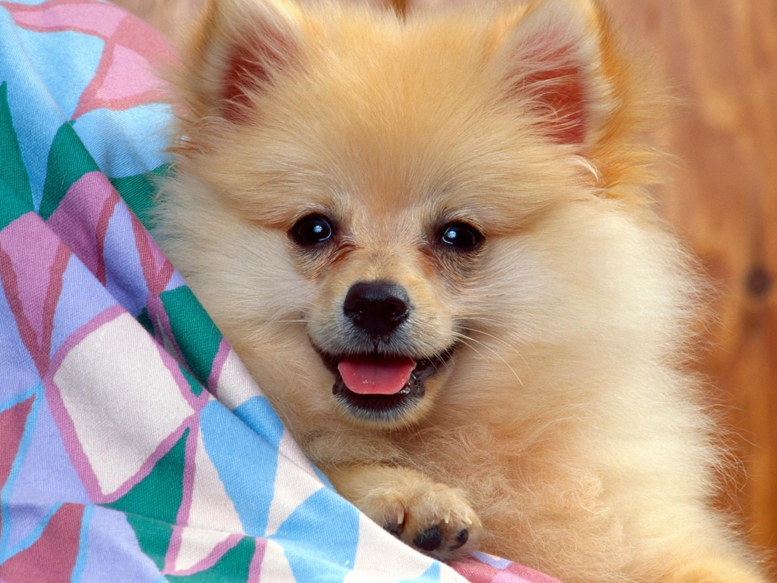 Wallpapers of pet dogs photo #1 - 1600x1200