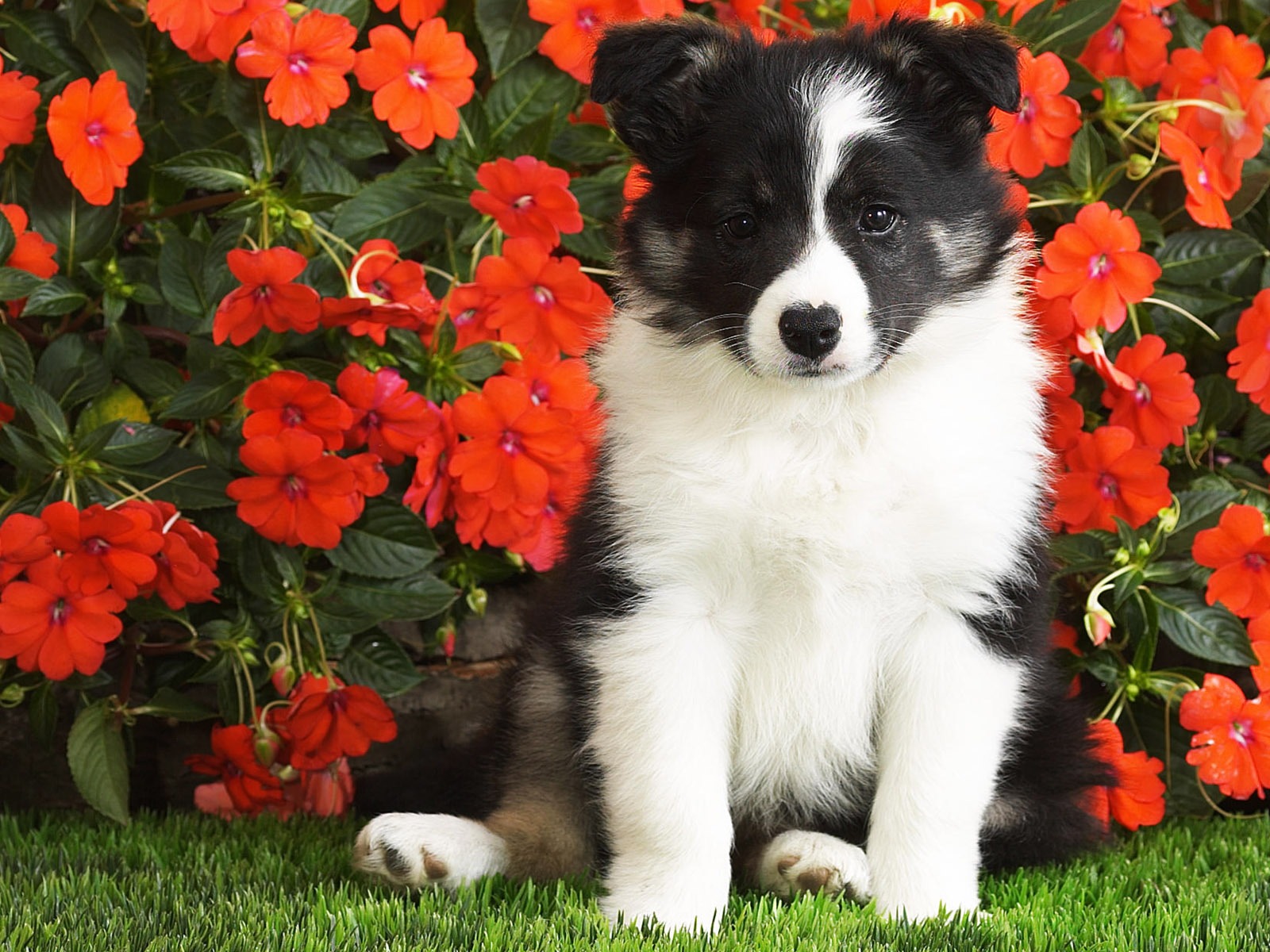 HD wallpaper cute dog #1 - 1600x1200