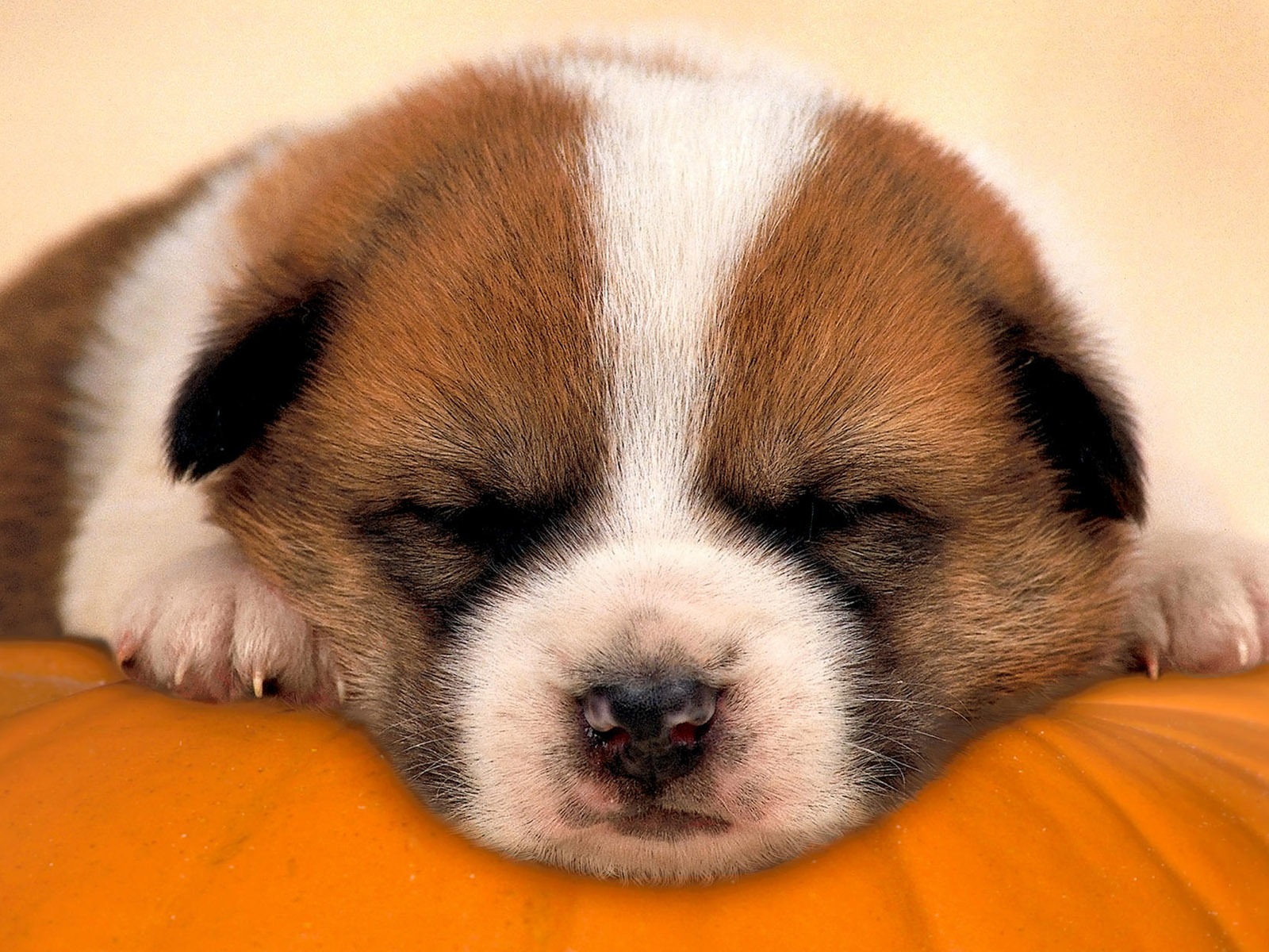 HD wallpaper cute dog #17 - 1600x1200