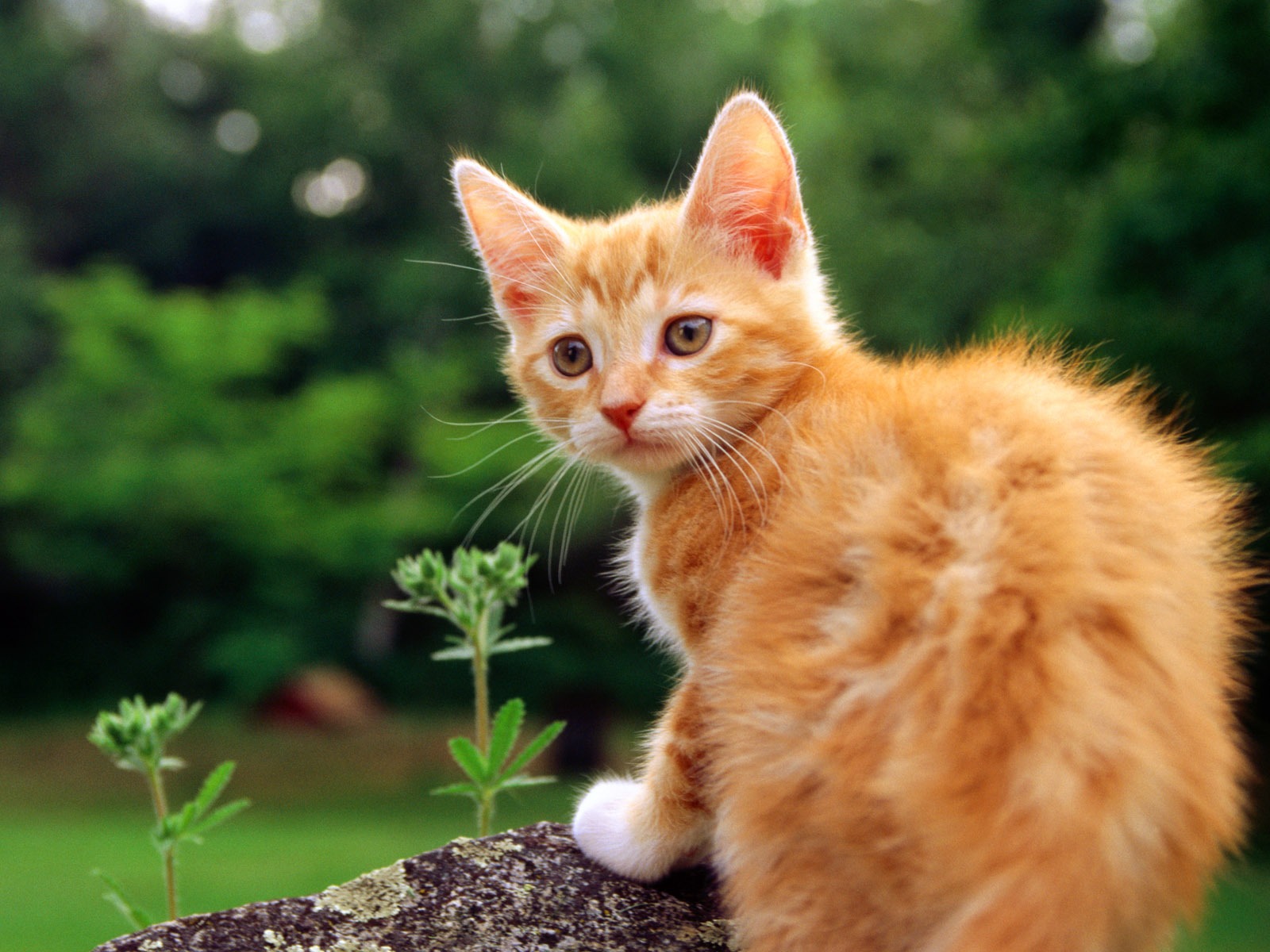 의 HD 벽지 귀여운 고양이 사진 #23 - 1600x1200