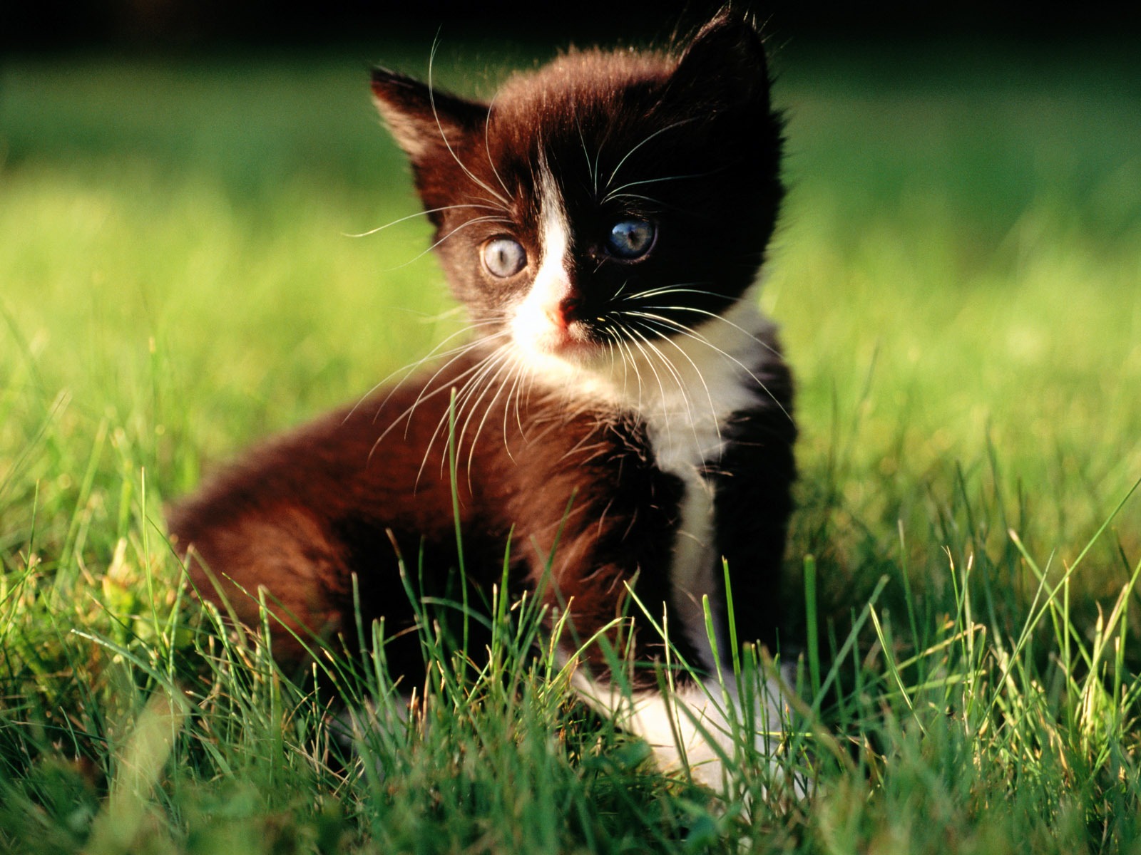 HD fotografía de fondo lindo gatito #24 - 1600x1200