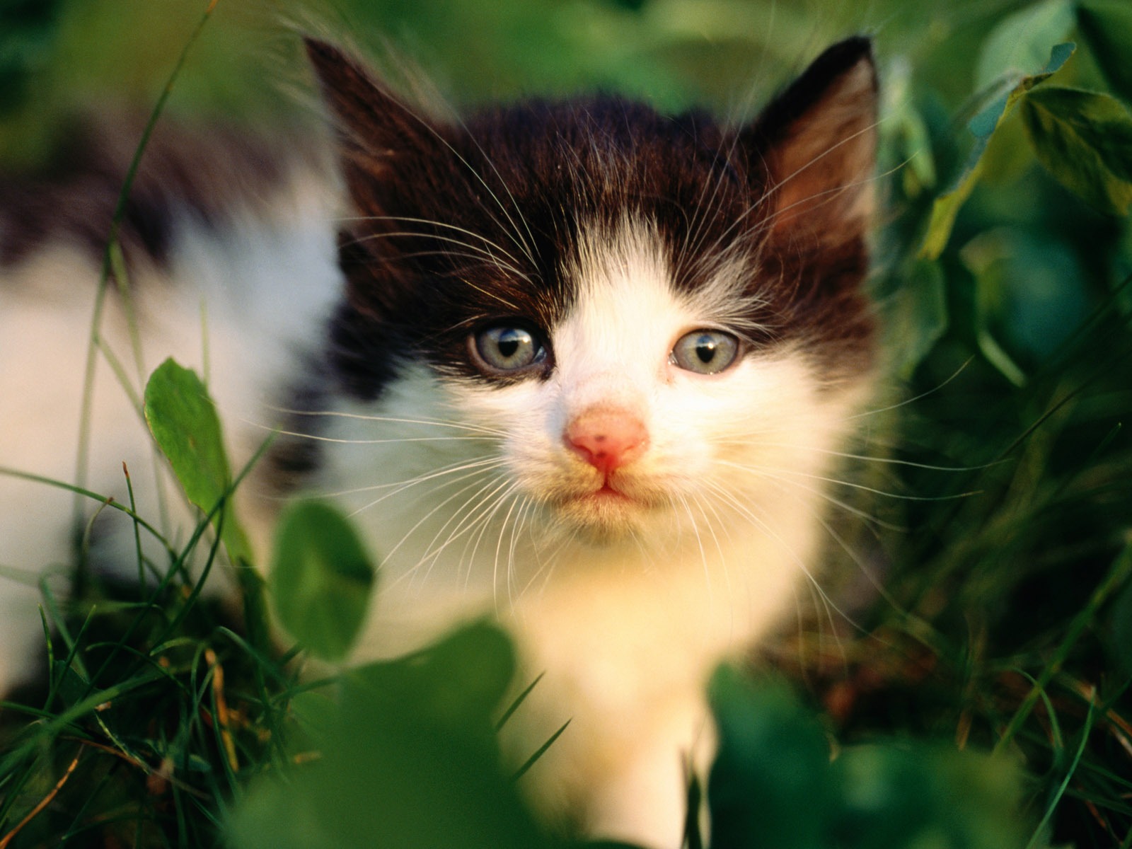 HD fotografía de fondo lindo gatito #25 - 1600x1200