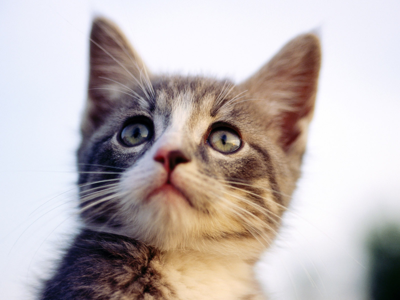 의 HD 벽지 귀여운 고양이 사진 #26 - 1600x1200