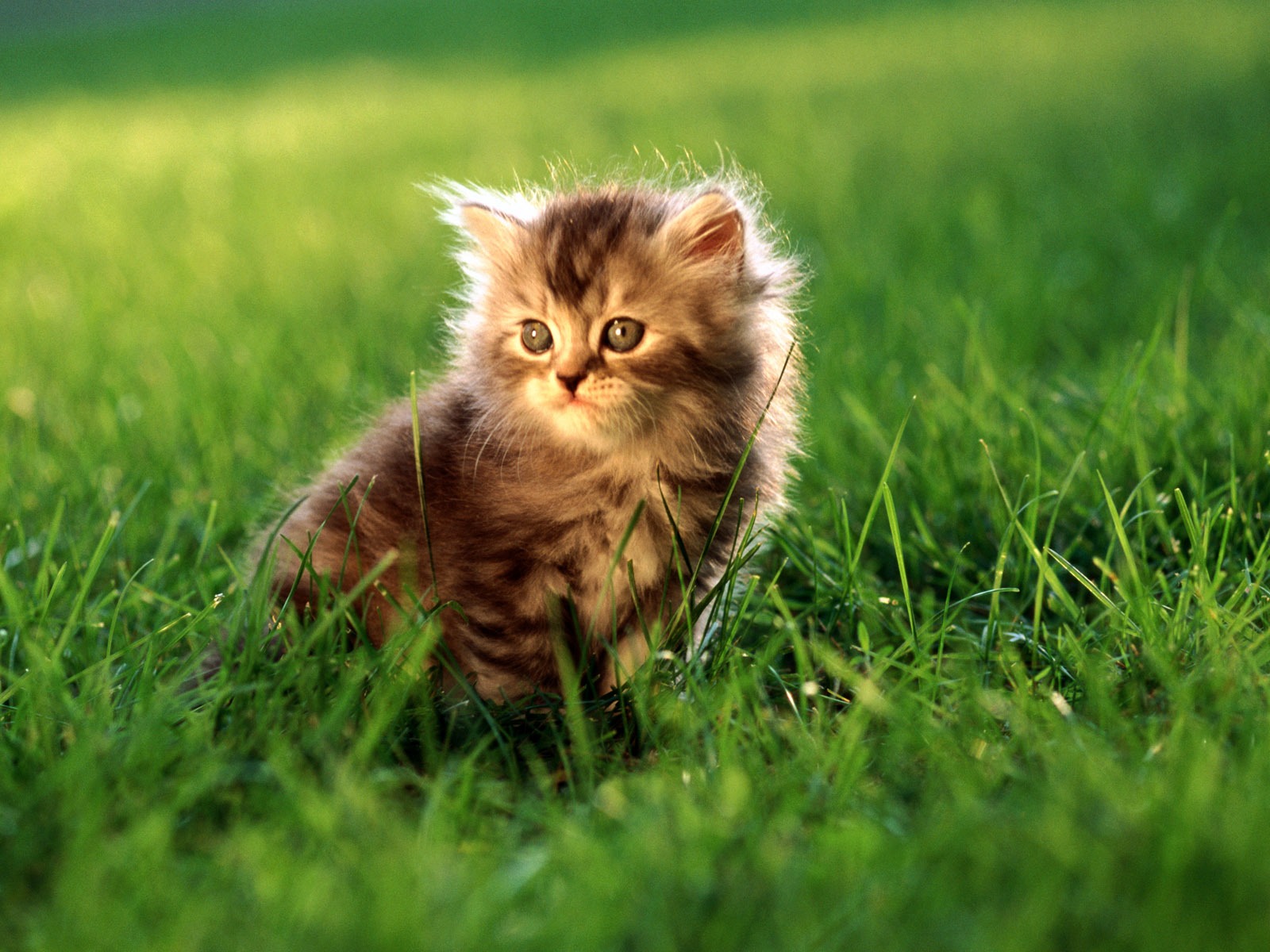 HD Wallpaper cute cat Foto #27 - 1600x1200