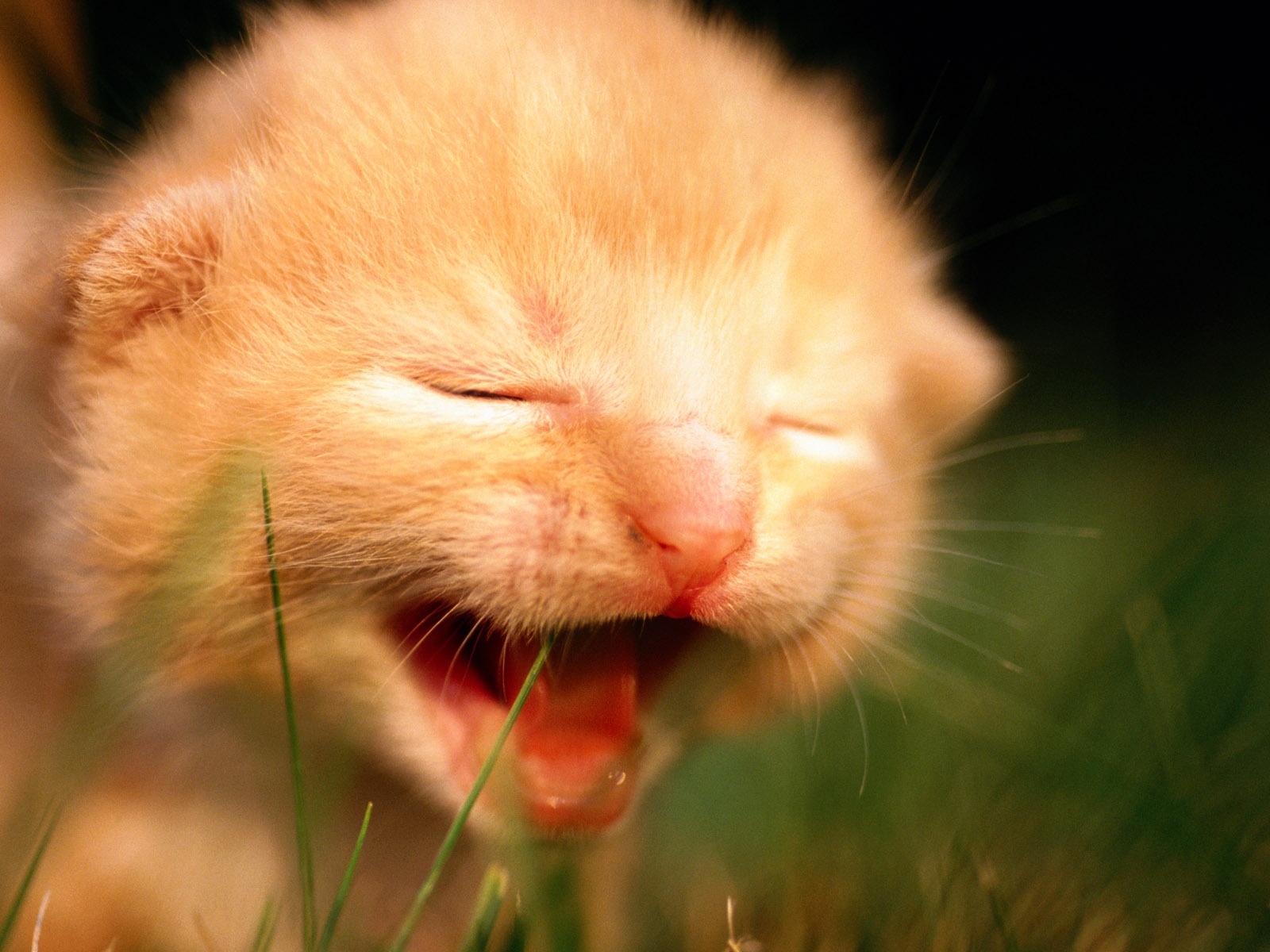 의 HD 벽지 귀여운 고양이 사진 #29 - 1600x1200