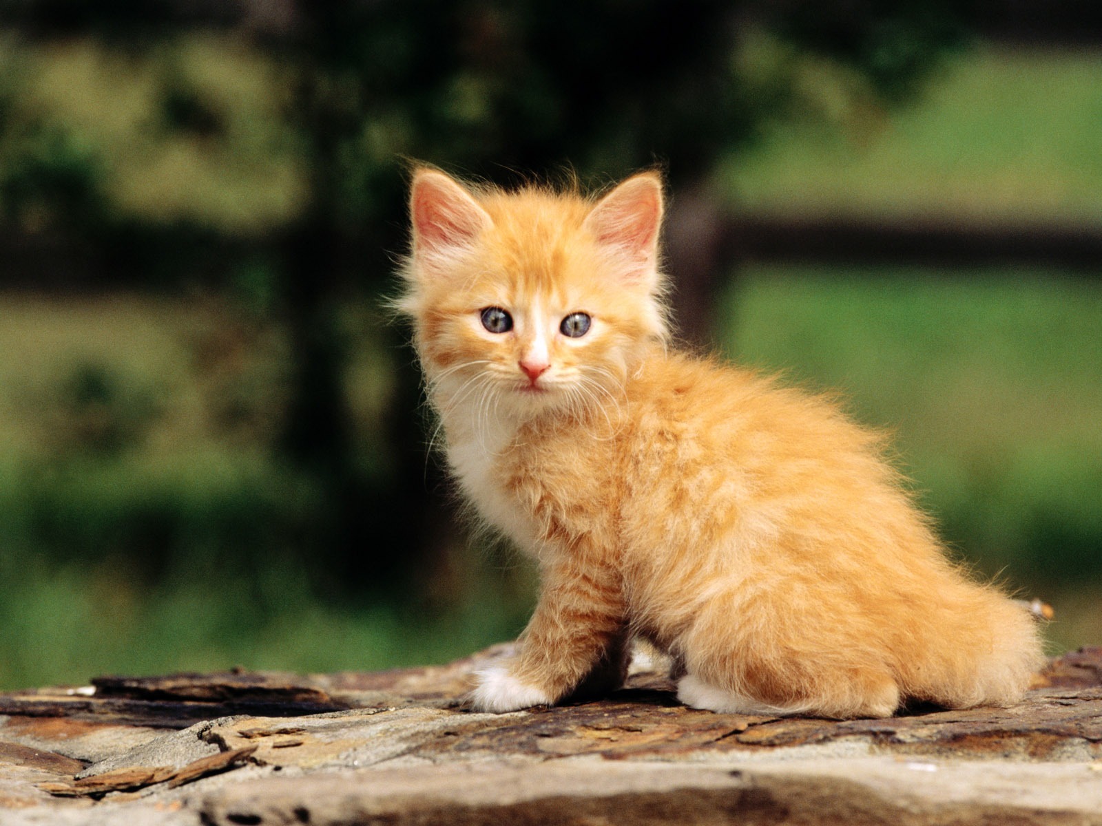 HD Wallpaper cute cat Foto #31 - 1600x1200