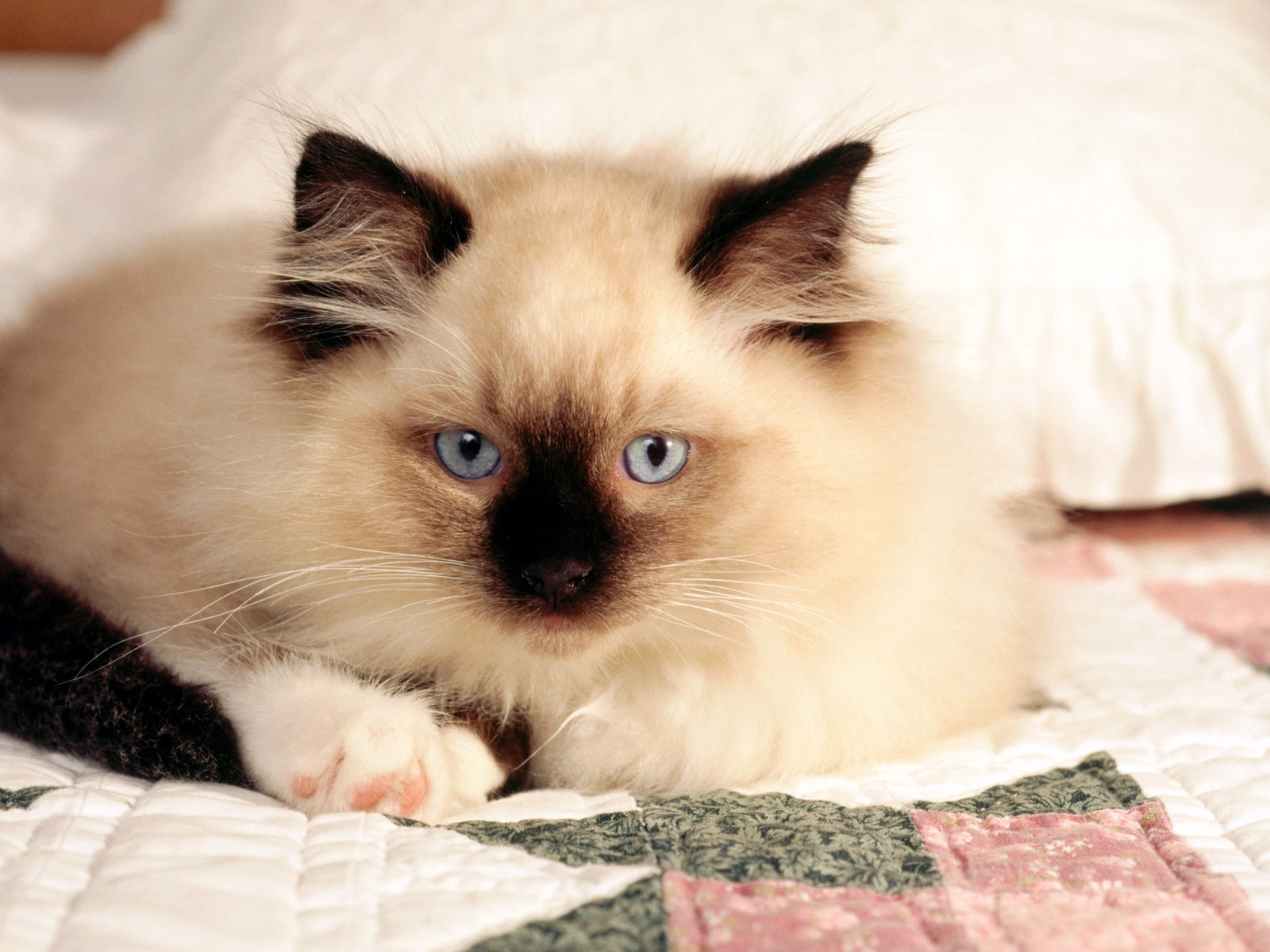 의 HD 벽지 귀여운 고양이 사진 #33 - 1600x1200