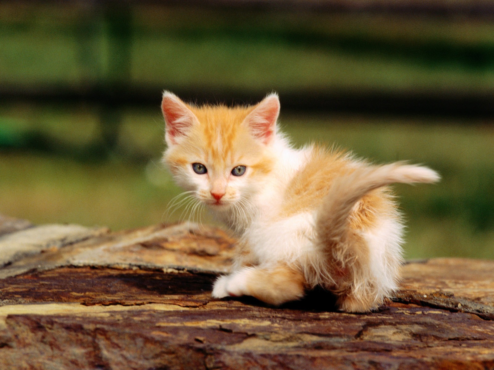 의 HD 벽지 귀여운 고양이 사진 #34 - 1600x1200