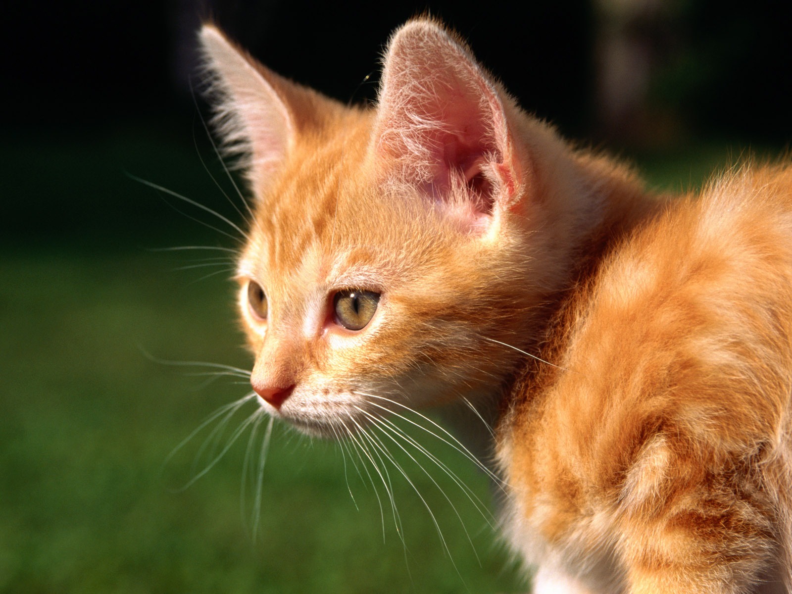 의 HD 벽지 귀여운 고양이 사진 #37 - 1600x1200